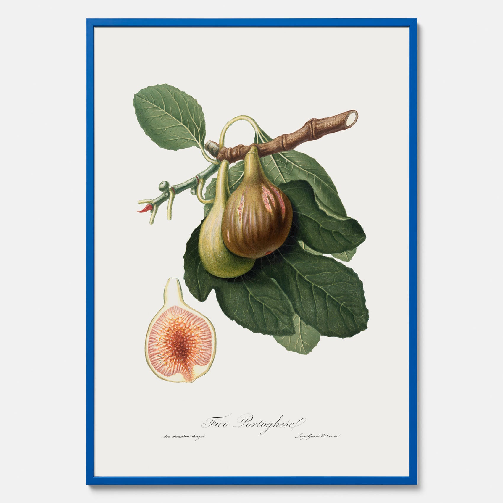 Kökstavla med ett Fikon Poster – Posters till köket, vintageposter med en botanisk illustration av Giorgio Gallesio, köksposter, tavla till kök