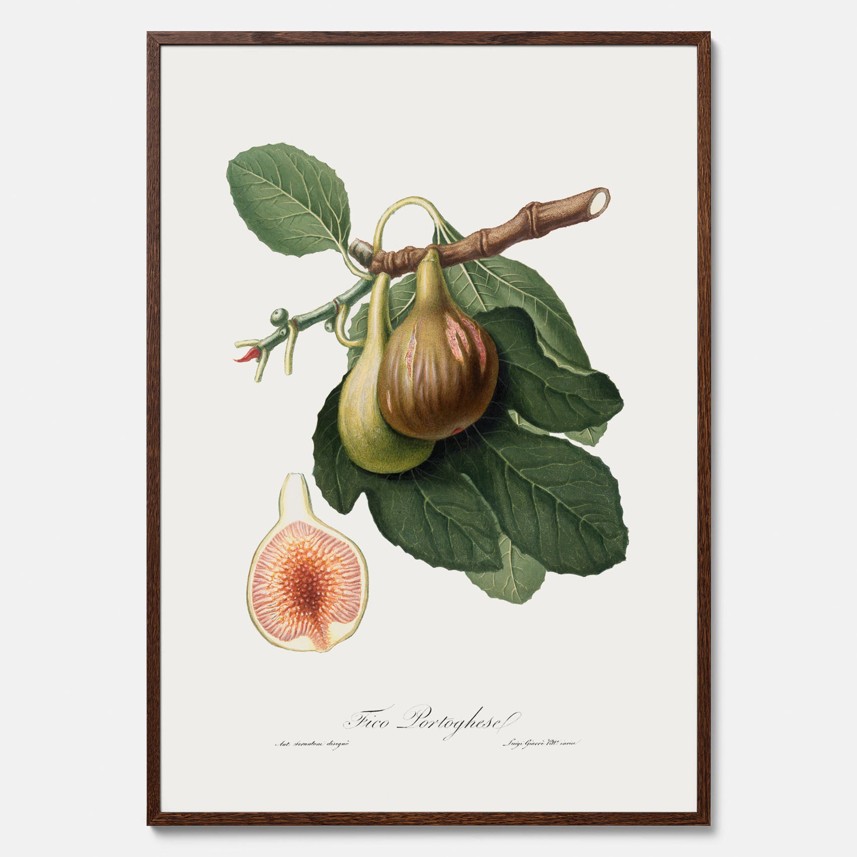Kökstavla med ett Fikon Poster – Posters till köket, vintageposter med en botanisk illustration av Giorgio Gallesio, köksposter, tavla till kök