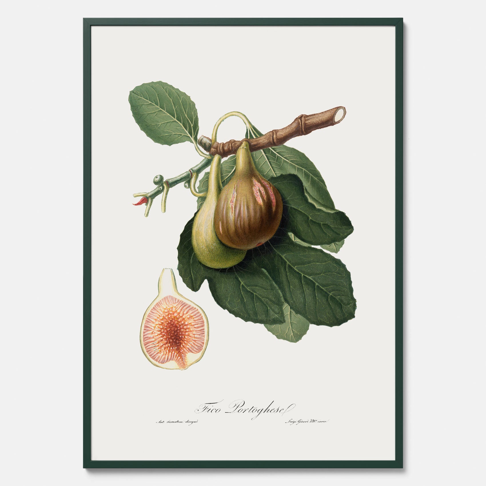 Kökstavla med ett Fikon Poster – Posters till köket, vintageposter med en botanisk illustration av Giorgio Gallesio, köksposter, tavla till kök