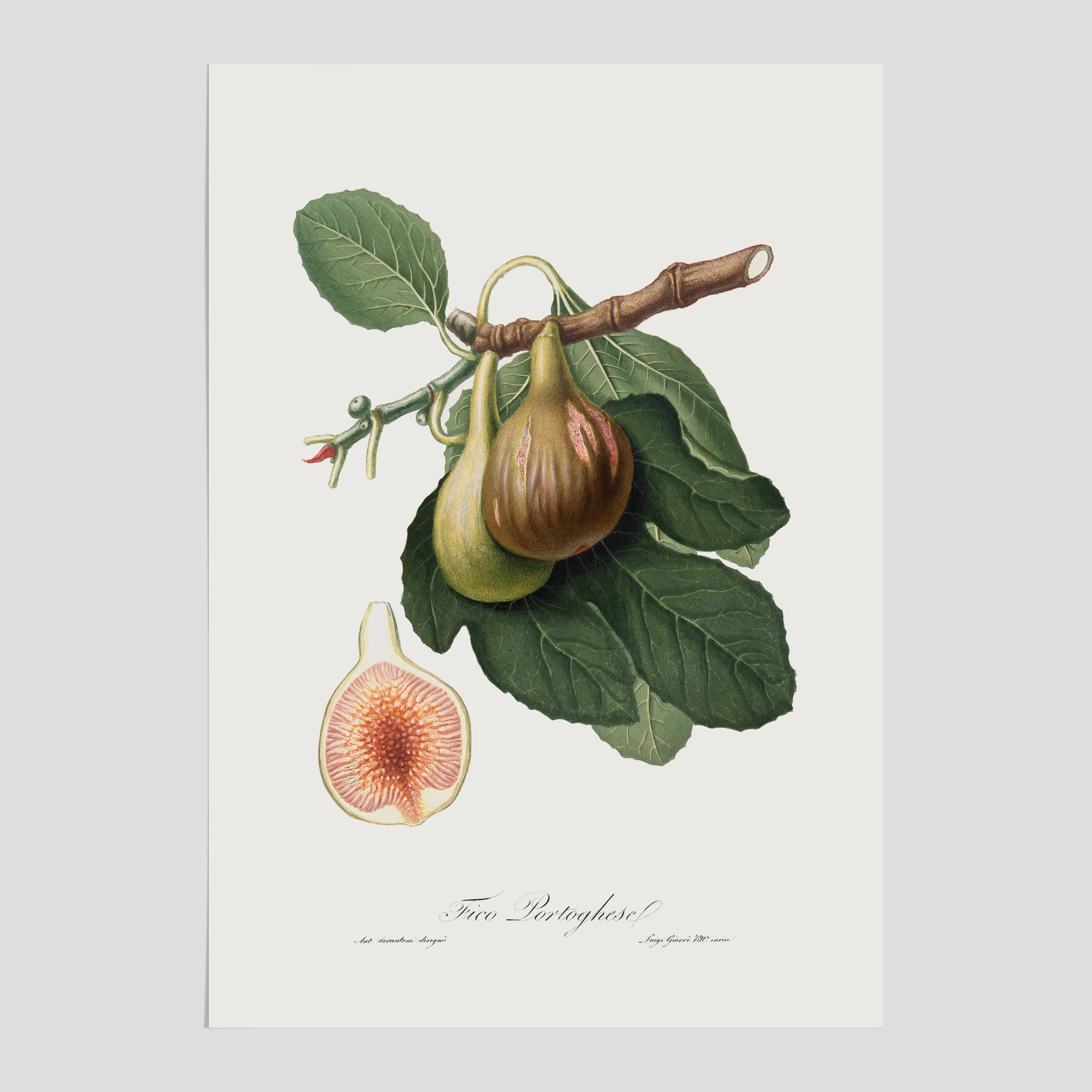 Kökstavla med ett Fikon Poster – Posters till köket, vintageposter med en botanisk illustration av Giorgio Gallesio, köksposter, tavla till kök