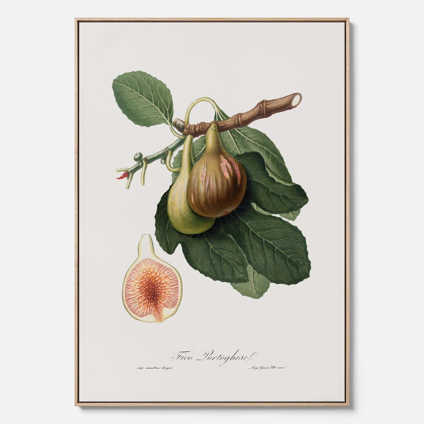 Kökstavla med ett Fikon canvas – Posters till köket, vintageposter med en botanisk illustration av Giorgio Gallesio, köksposter, tavla till kök