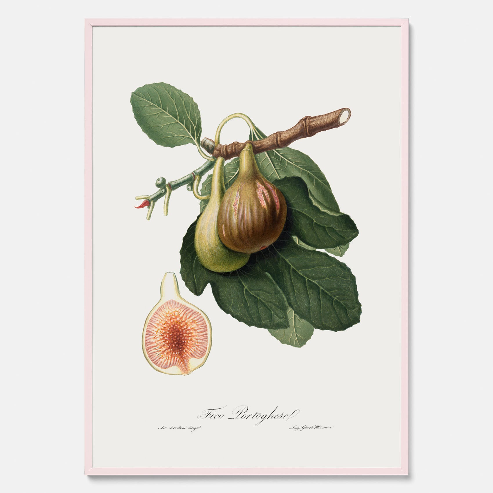 Kökstavla med ett Fikon Poster – Posters till köket, vintageposter med en botanisk illustration av Giorgio Gallesio, köksposter, tavla till kök