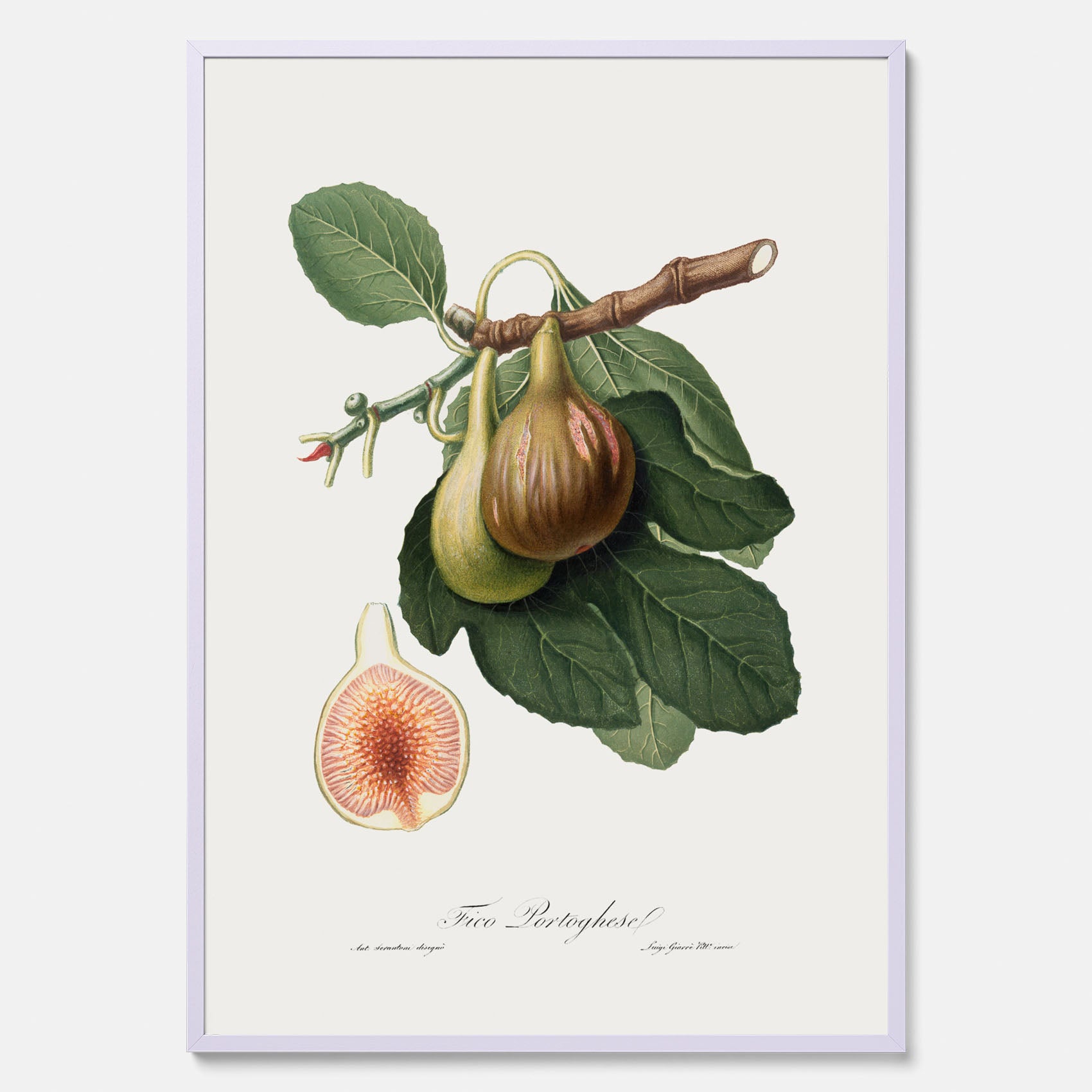 Kökstavla med ett Fikon Poster – Posters till köket, vintageposter med en botanisk illustration av Giorgio Gallesio, köksposter, tavla till kök