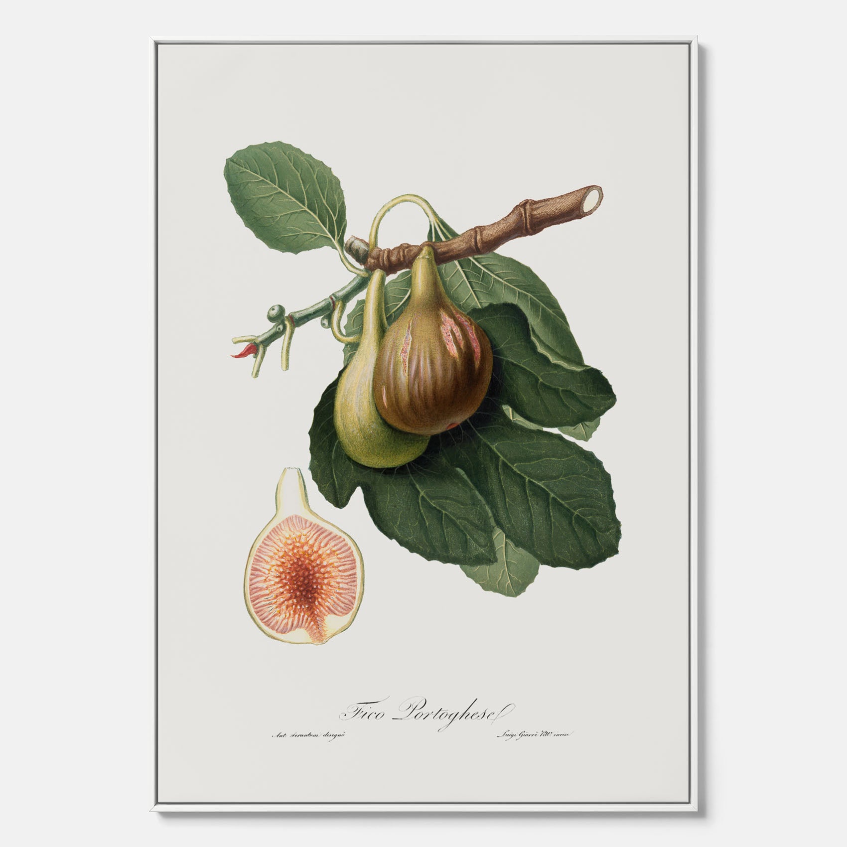 Kökstavla med ett Fikon canvas – Posters till köket, vintageposter med en botanisk illustration av Giorgio Gallesio, köksposter, tavla till kök