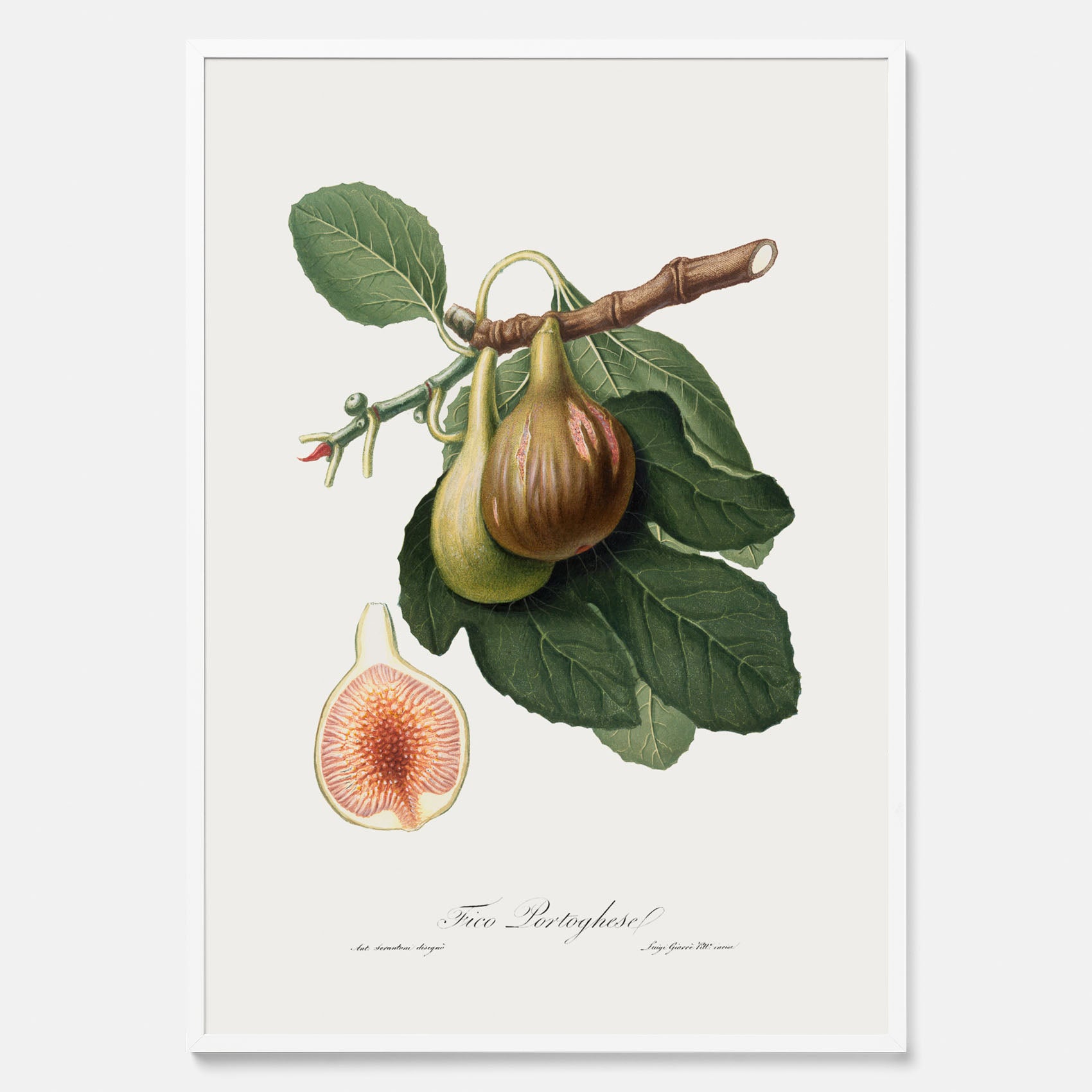 Kökstavla med ett Fikon Poster – Posters till köket, vintageposter med en botanisk illustration av Giorgio Gallesio, köksposter, tavla till kök
