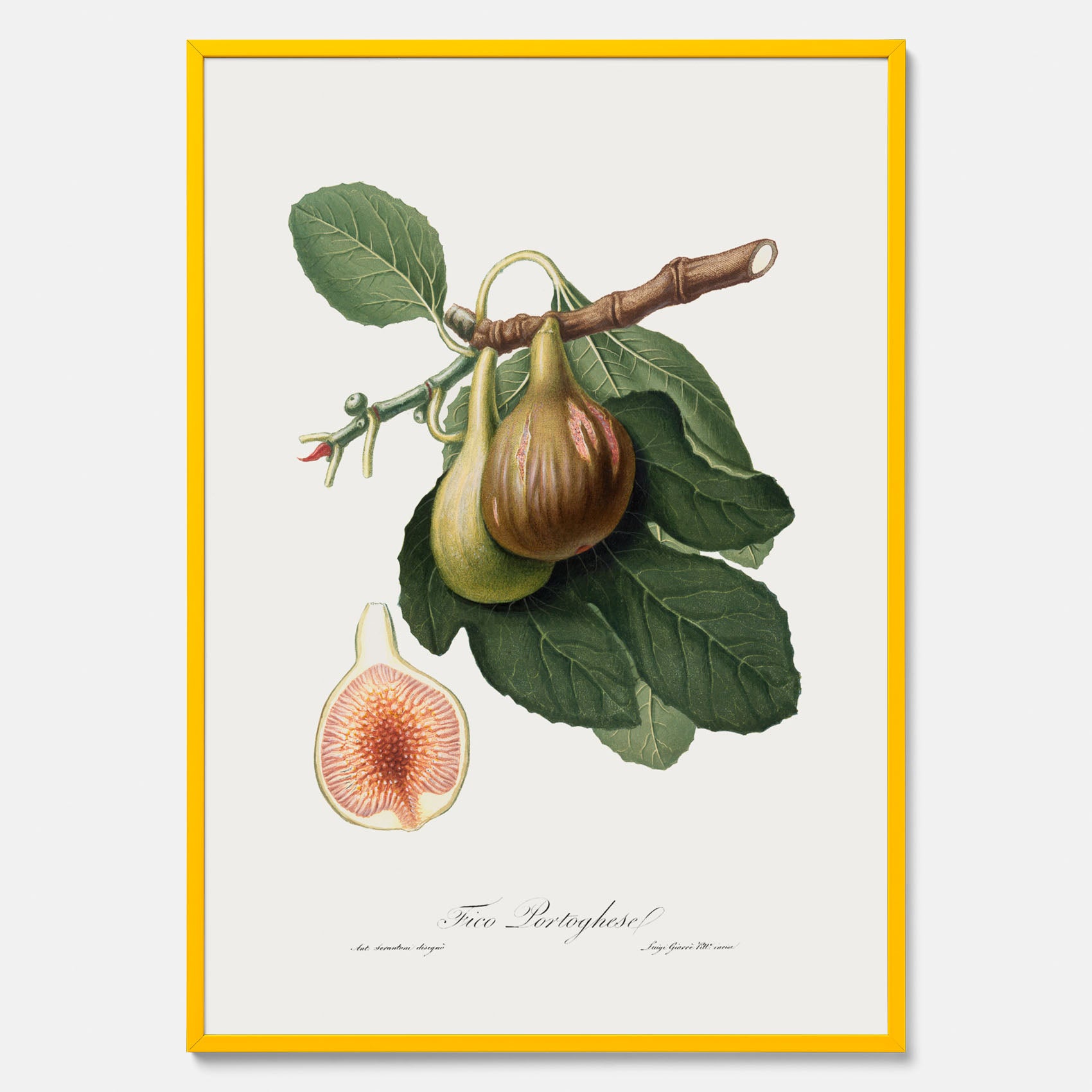 Kökstavla med ett Fikon Poster – Posters till köket, vintageposter med en botanisk illustration av Giorgio Gallesio, köksposter, tavla till kök