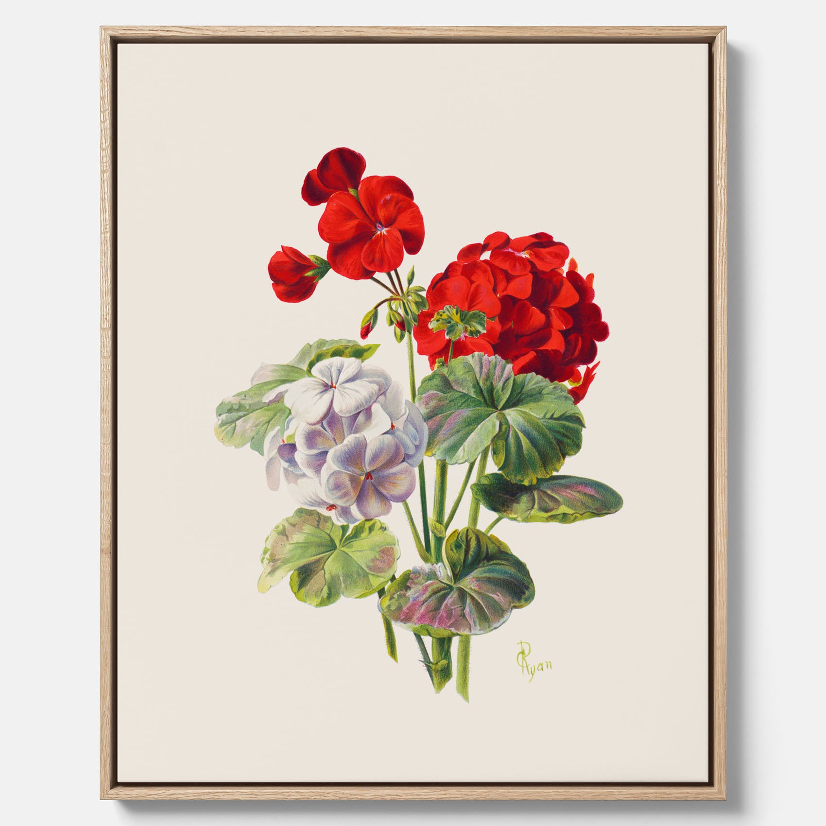 En botanisk vintagecanvas med en illustration av en geraniumväxt med röda och vita blommor ritad av Charles Ryan
