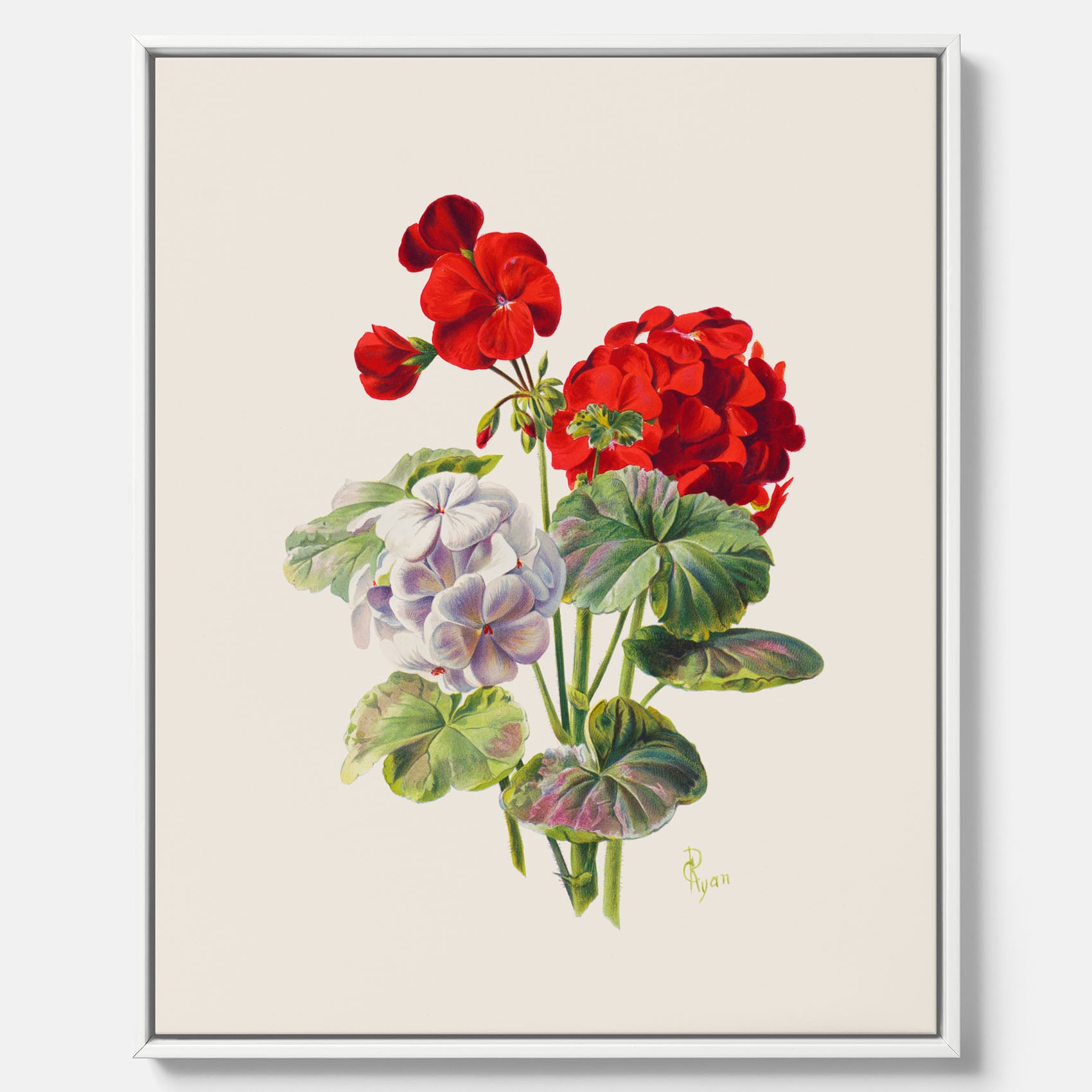 En botanisk vintagecanvas med en illustration av en geraniumväxt med röda och vita blommor ritad av Charles Ryan