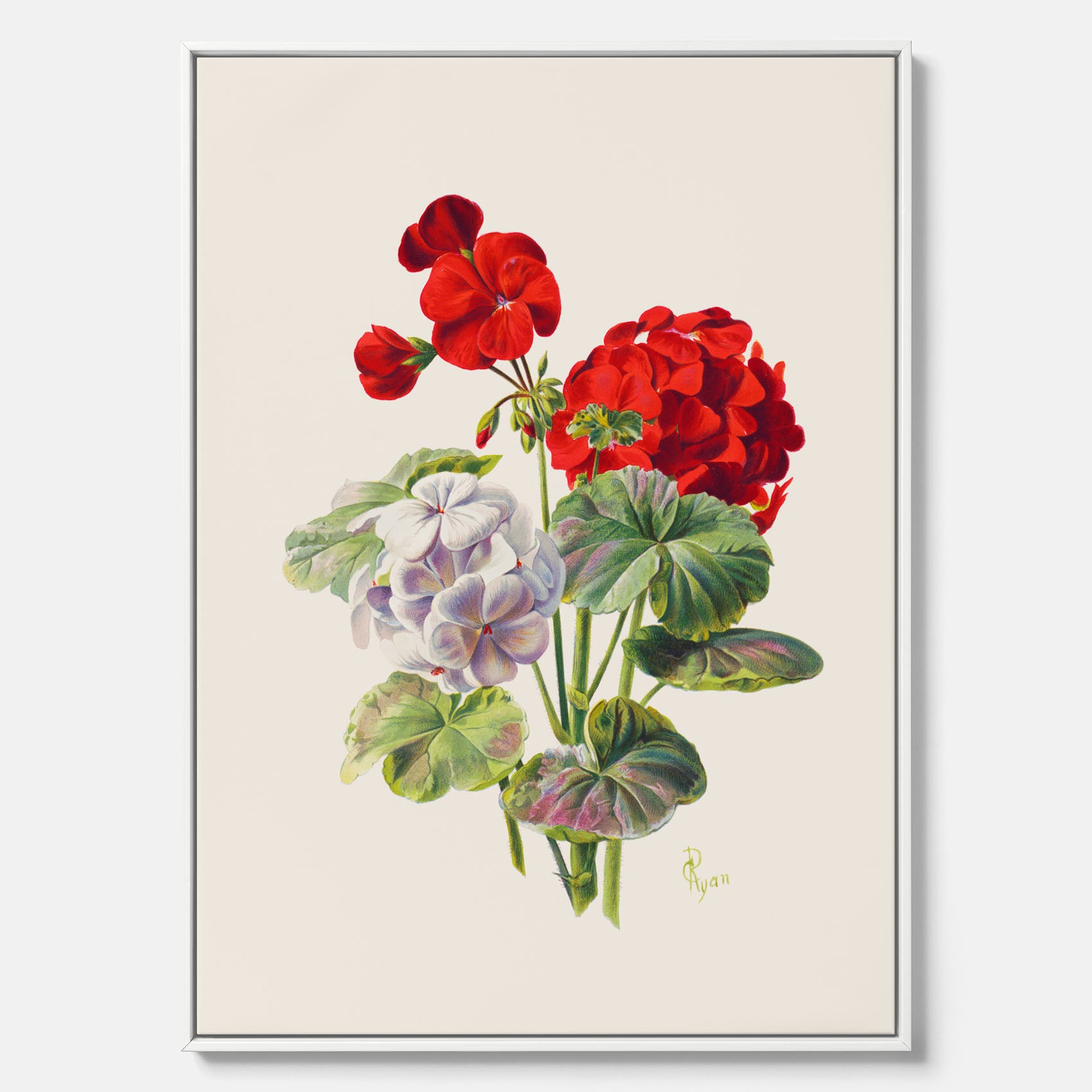 En botanisk vintagecanvas med en illustration av en geraniumväxt med röda och vita blommor ritad av Charles Ryan
