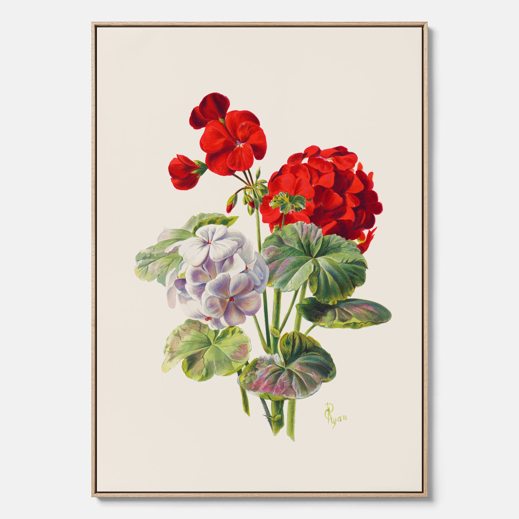 En botanisk vintagecanvas med en illustration av en geraniumväxt med röda och vita blommor ritad av Charles Ryan
