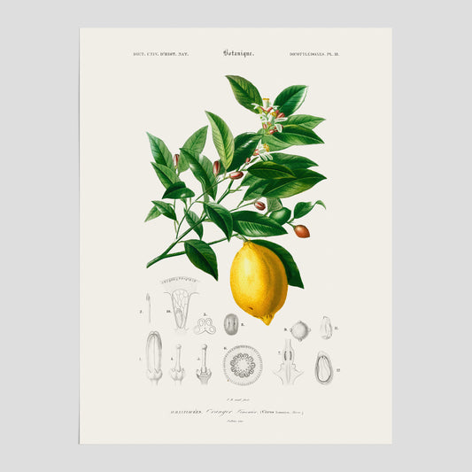 Citron poster – Plansch med frukt, fruktposter, citrontavla, tavla med citroner