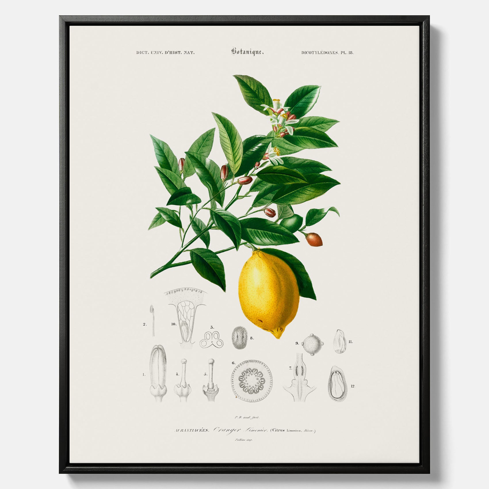 Kökstavla med Citron poster – Canvas med frukt, fruktposter, citrontavla, tavla med citroner, köksposter, poster till kök