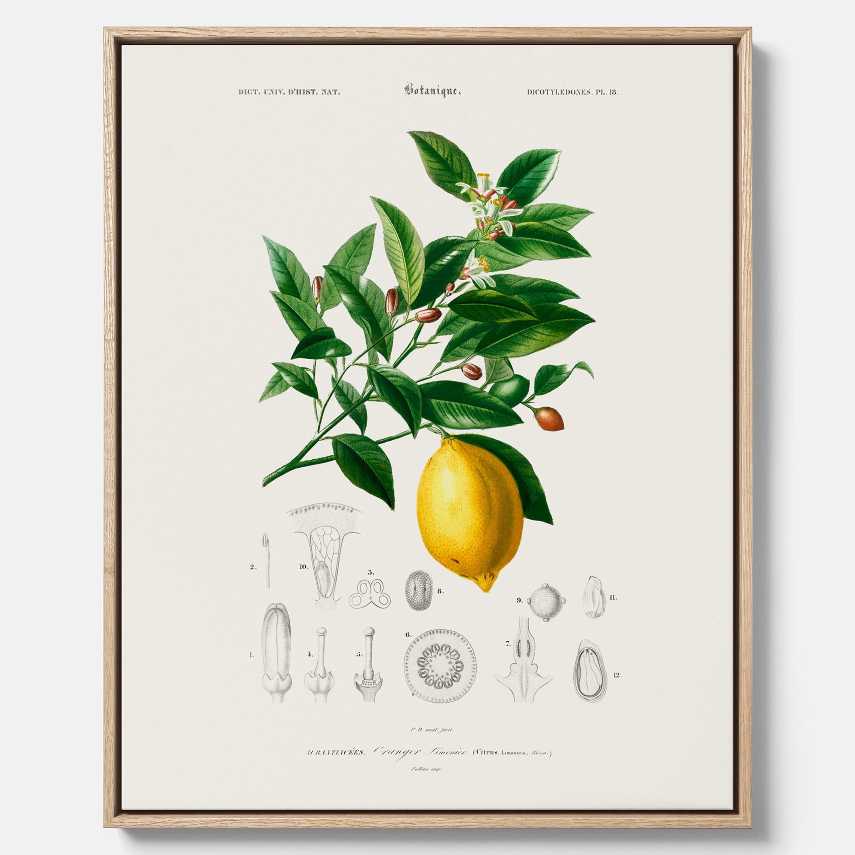 Kökstavla med Citron poster – Canvas med frukt, fruktposter, citrontavla, tavla med citroner, köksposter, poster till kök