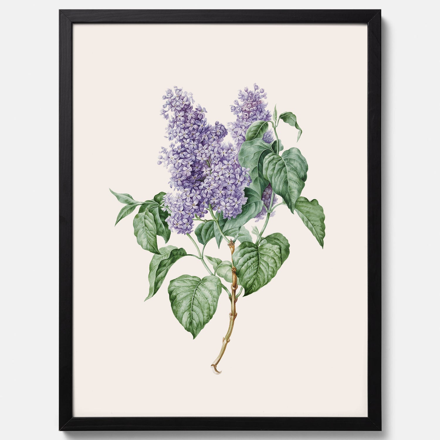 Poster av en lila syren, ritad av konstnären Maria Geertruida Barbiers-Snabilié