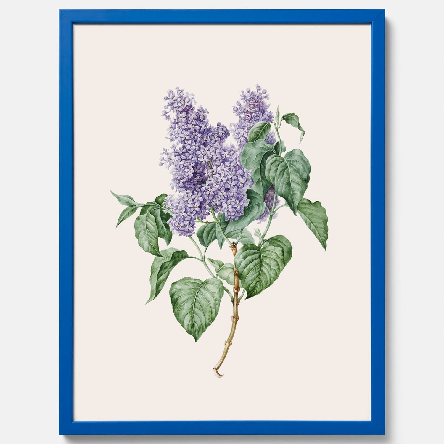 Poster av en lila syren, ritad av konstnären Maria Geertruida Barbiers-Snabilié