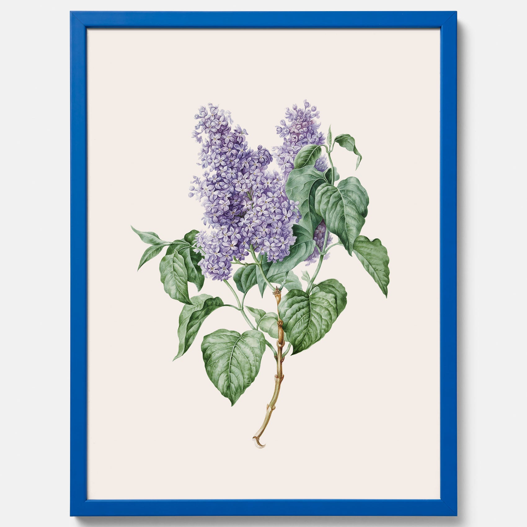 Poster av en lila syren, ritad av konstnären Maria Geertruida Barbiers-Snabilié