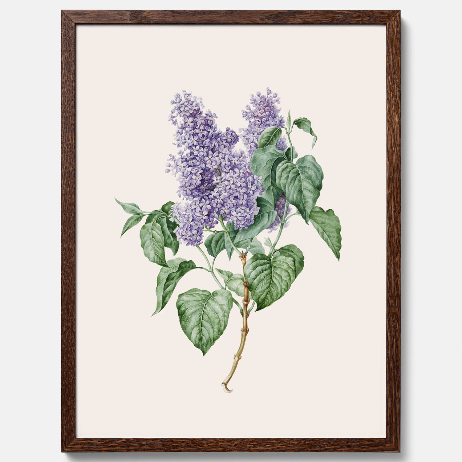 Poster av en lila syren, ritad av konstnären Maria Geertruida Barbiers-Snabilié