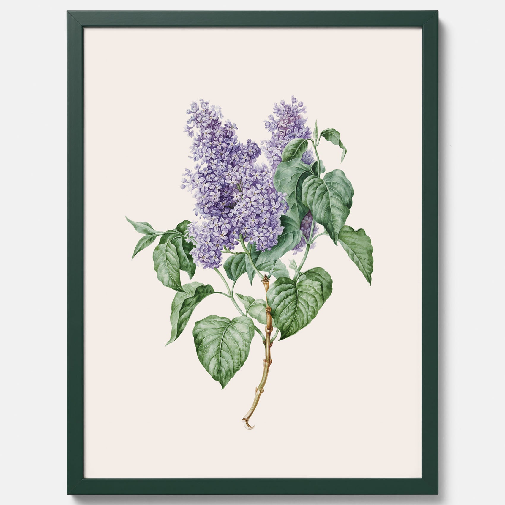 Poster av en lila syren, ritad av konstnären Maria Geertruida Barbiers-Snabilié