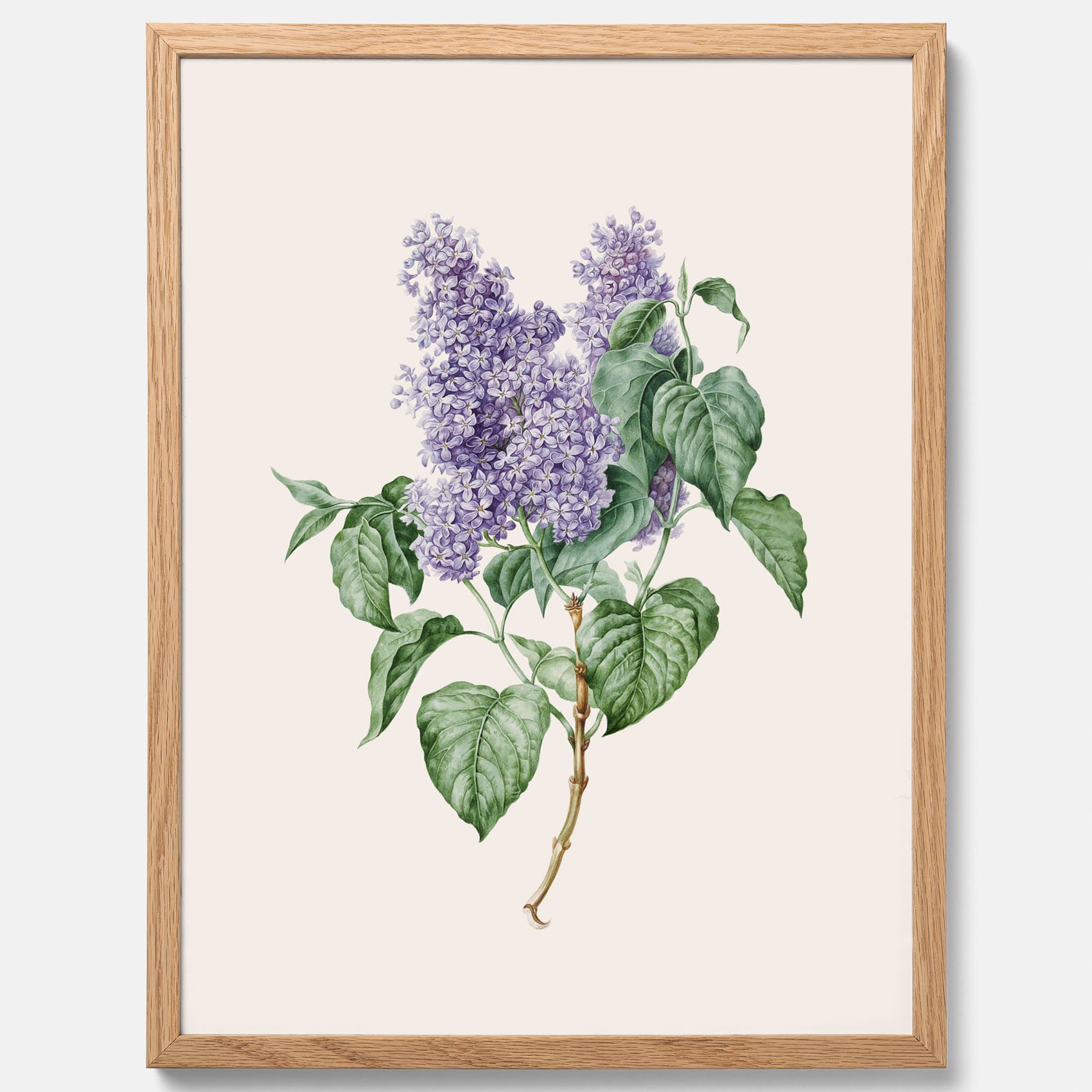 Poster av en lila syren, ritad av konstnären Maria Geertruida Barbiers-Snabilié