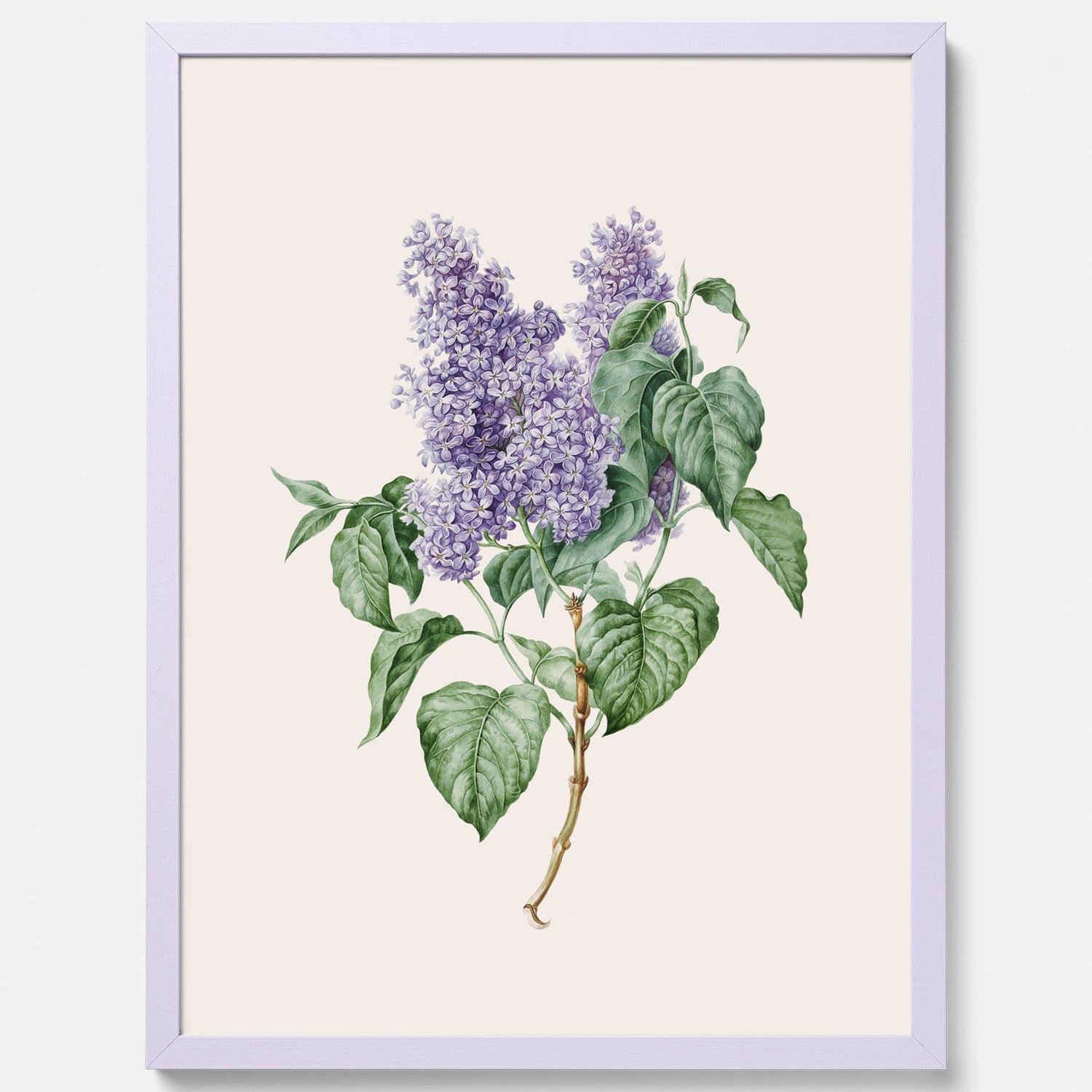 Poster av en lila syren, ritad av konstnären Maria Geertruida Barbiers-Snabilié