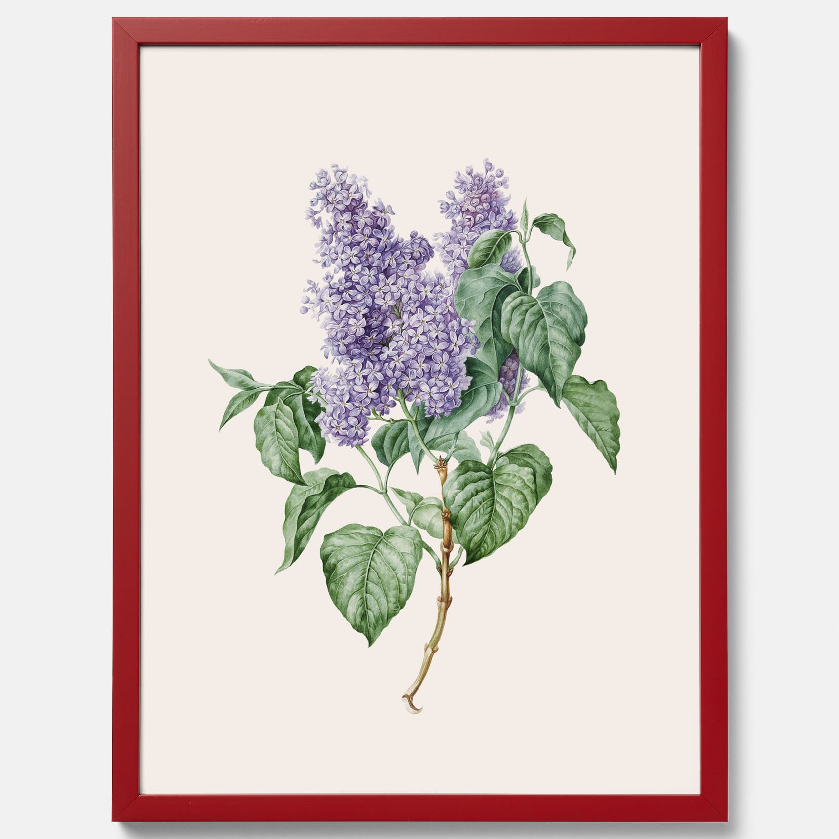 Poster av en lila syren, ritad av konstnären Maria Geertruida Barbiers-Snabilié