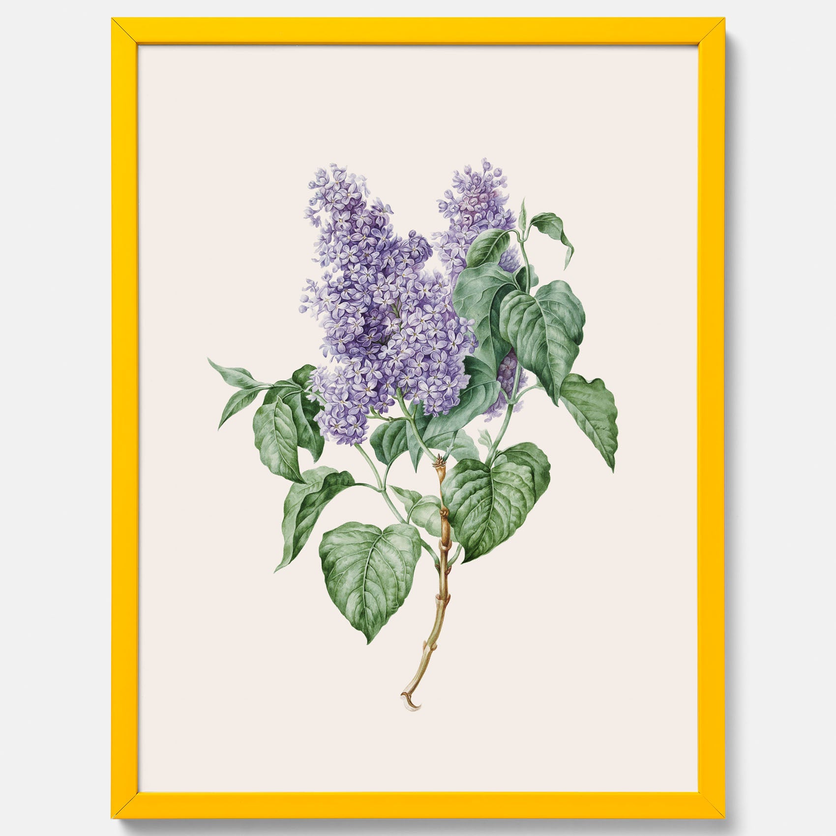 Poster av en lila syren, ritad av konstnären Maria Geertruida Barbiers-Snabilié