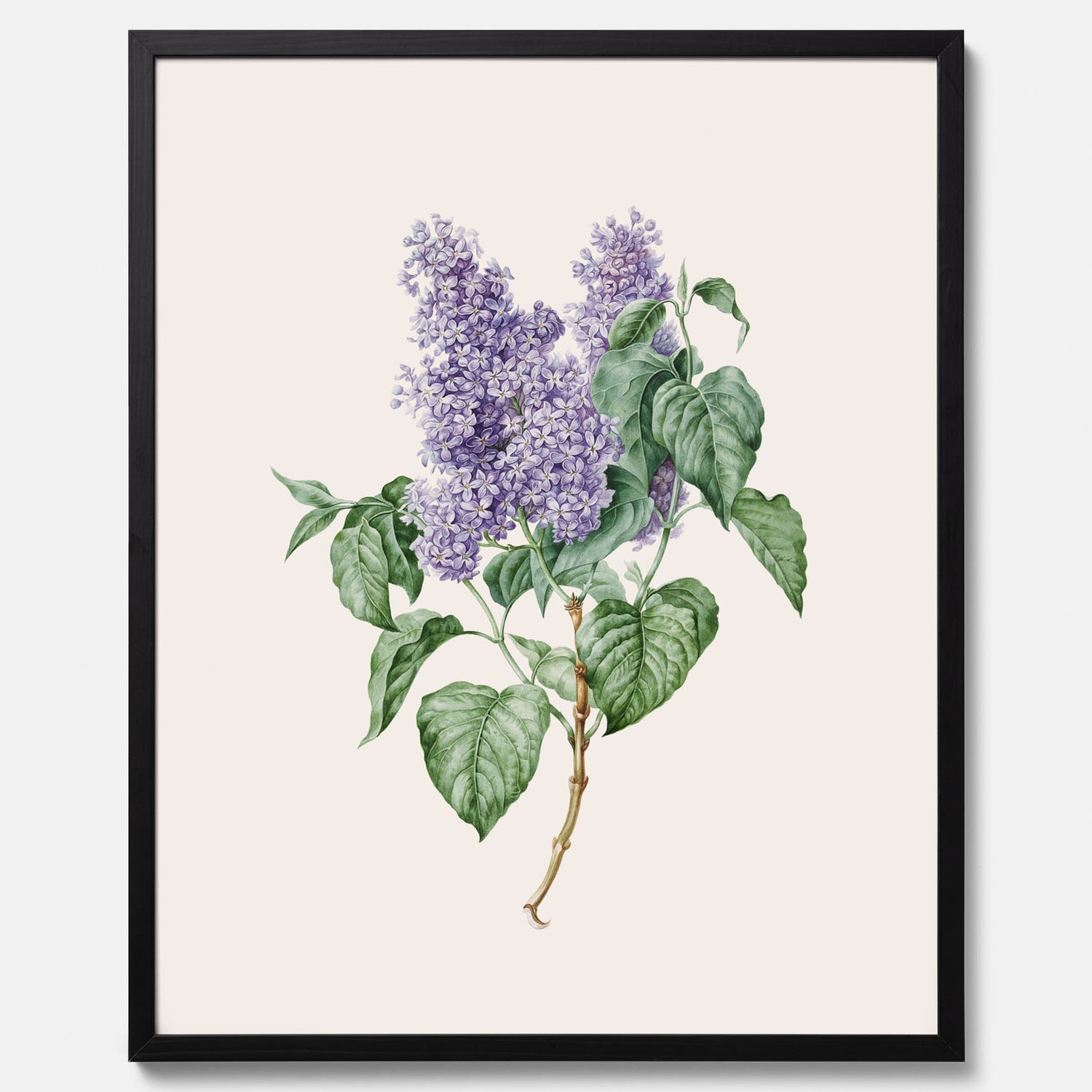 Poster av en lila syren, ritad av konstnären Maria Geertruida Barbiers-Snabilié