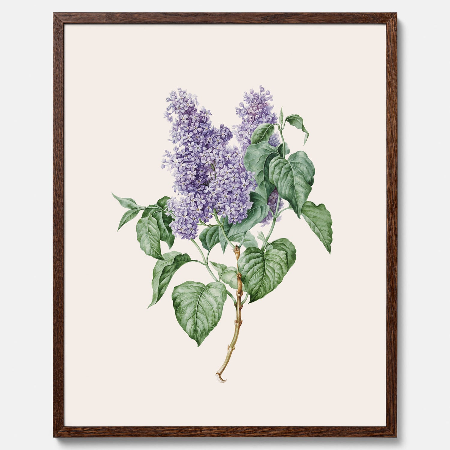 Poster av en lila syren, ritad av konstnären Maria Geertruida Barbiers-Snabilié