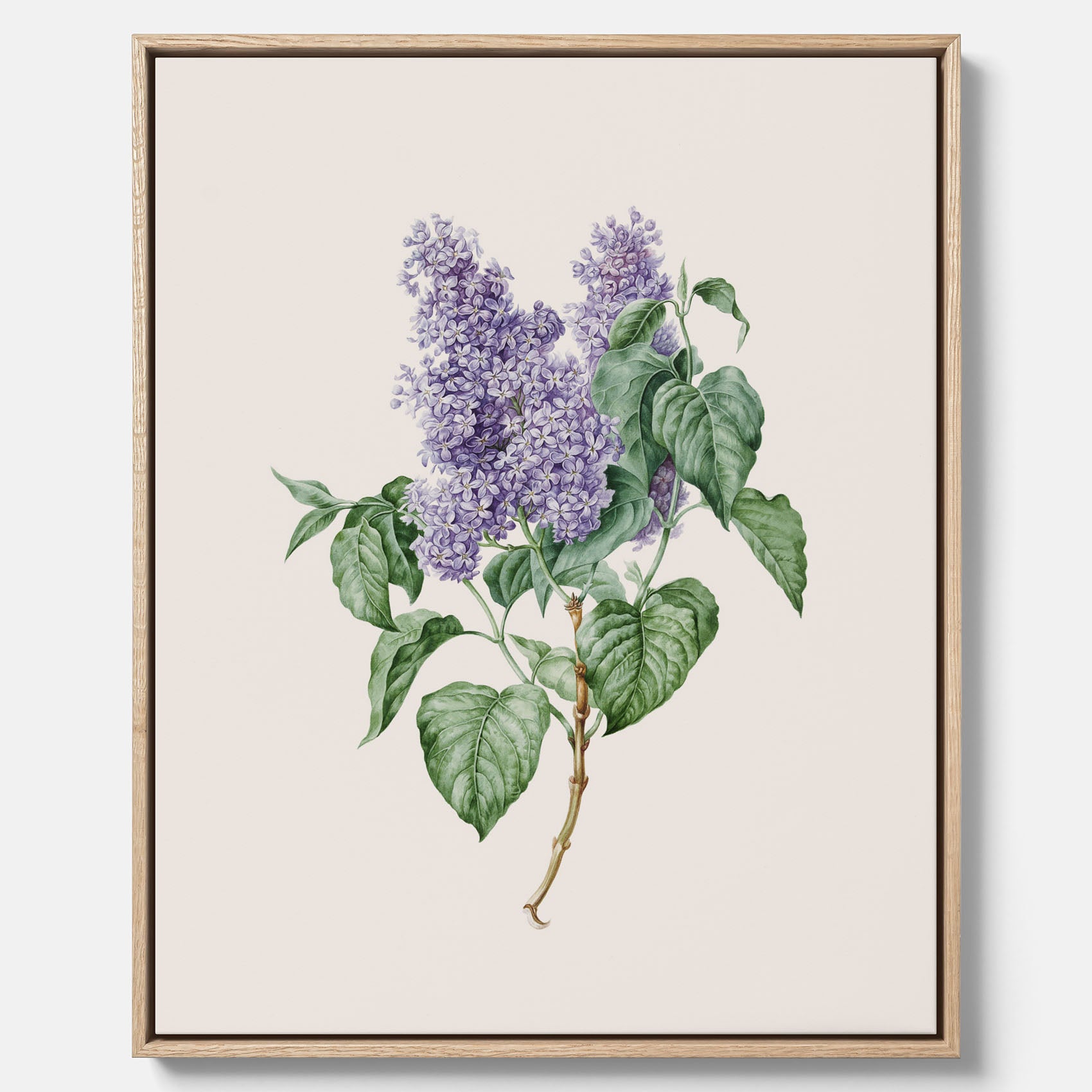Canvasprint av en lila syren, ritad av konstnären Maria Geertruida Barbiers-Snabilié