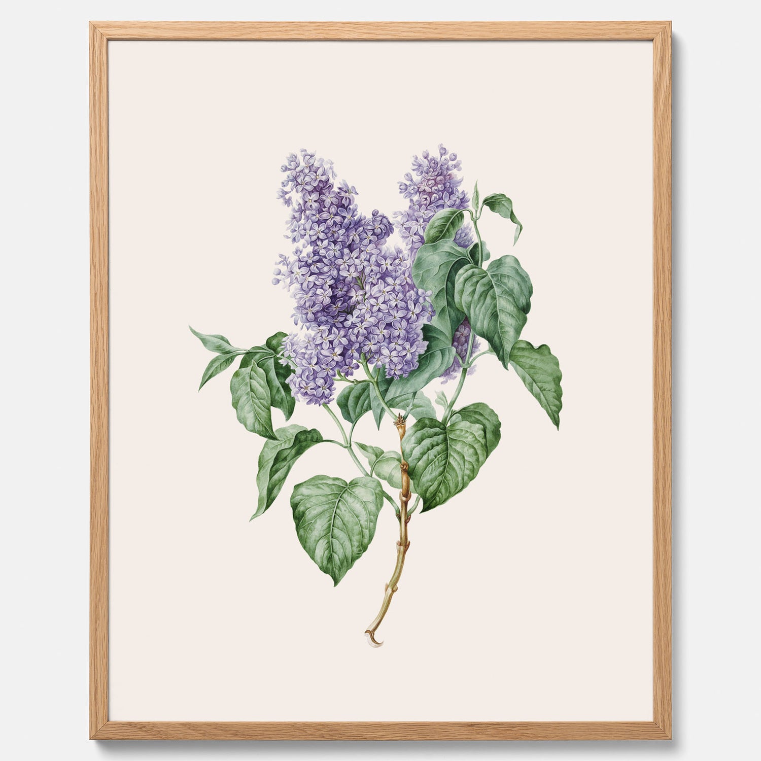 Poster av en lila syren, ritad av konstnären Maria Geertruida Barbiers-Snabilié