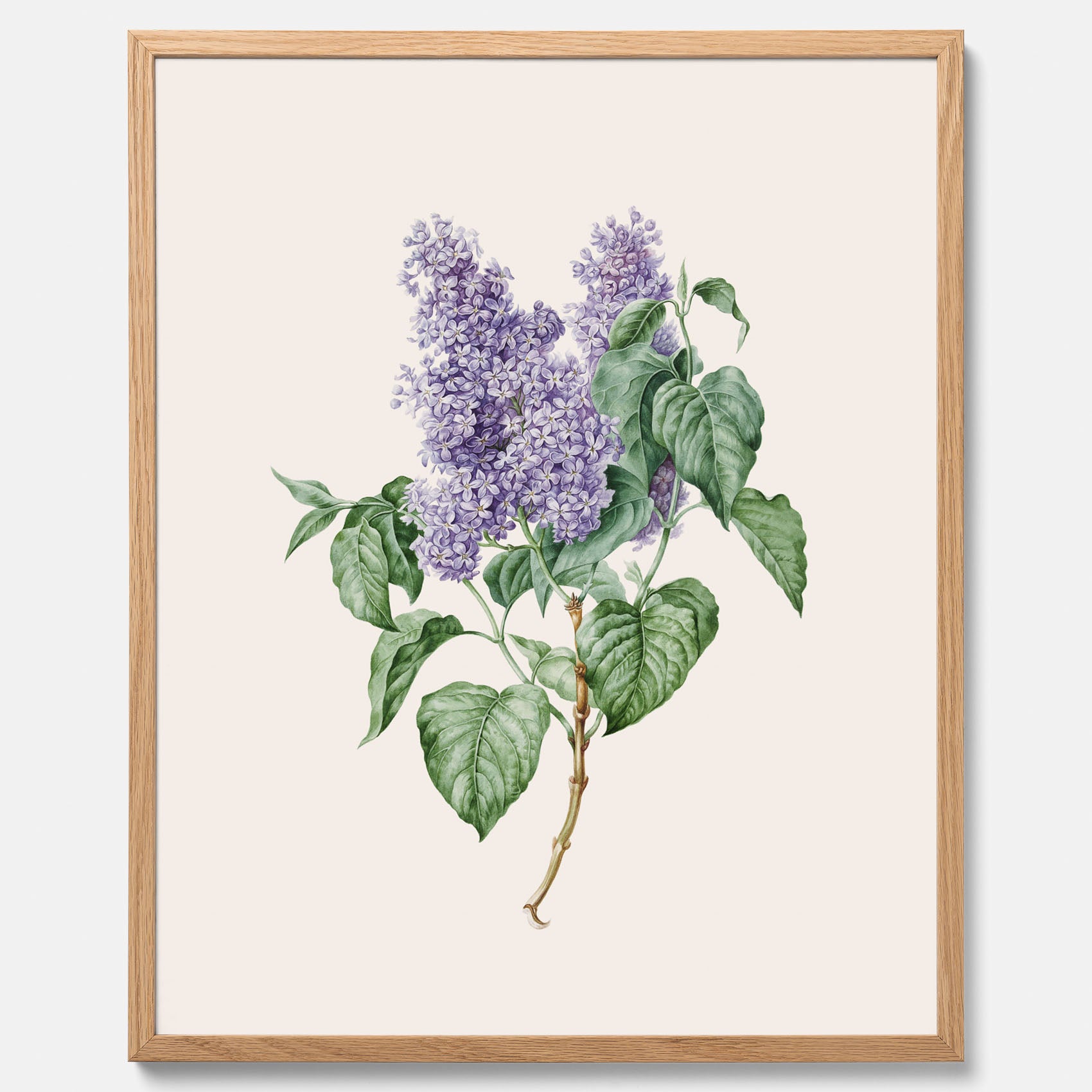 Poster av en lila syren, ritad av konstnären Maria Geertruida Barbiers-Snabilié