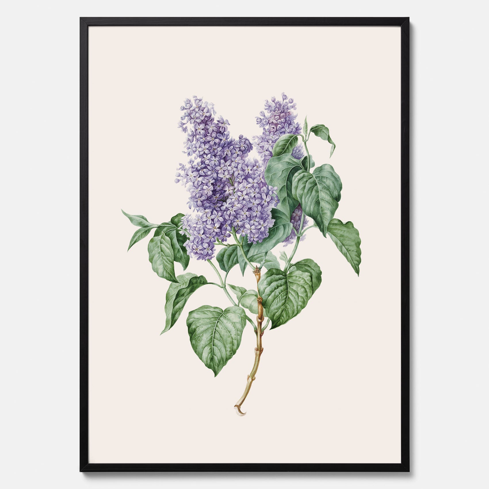 Poster av en lila syren, ritad av konstnären Maria Geertruida Barbiers-Snabilié