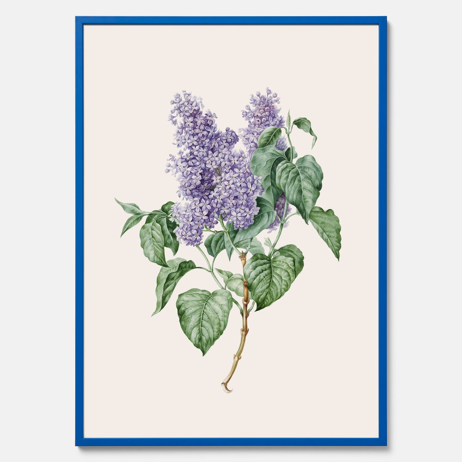 Poster av en lila syren, ritad av konstnären Maria Geertruida Barbiers-Snabilié