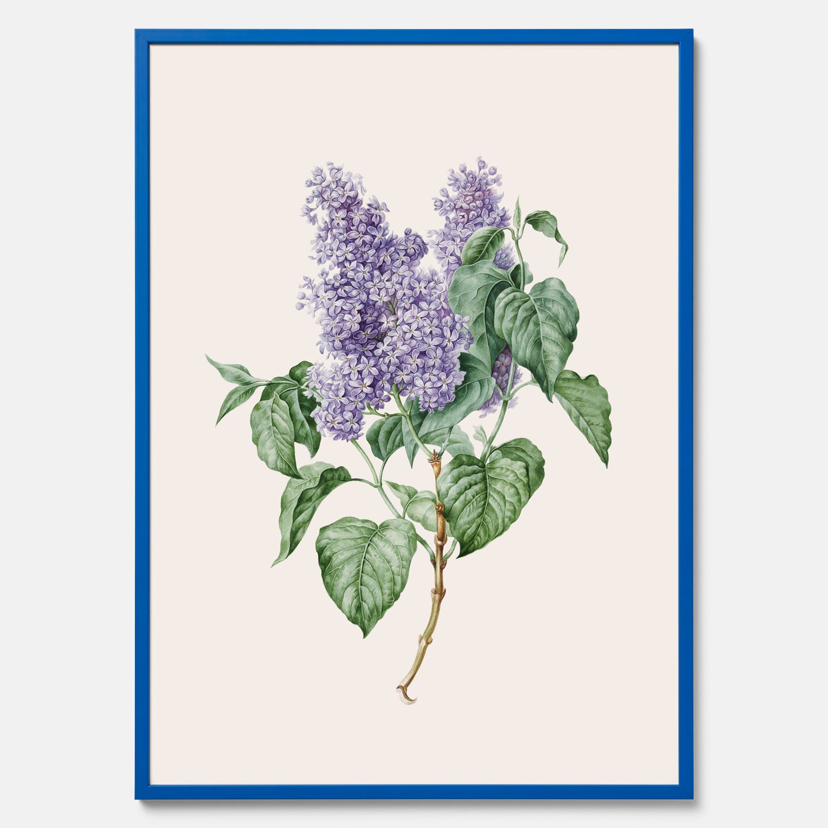 Poster av en lila syren, ritad av konstnären Maria Geertruida Barbiers-Snabilié