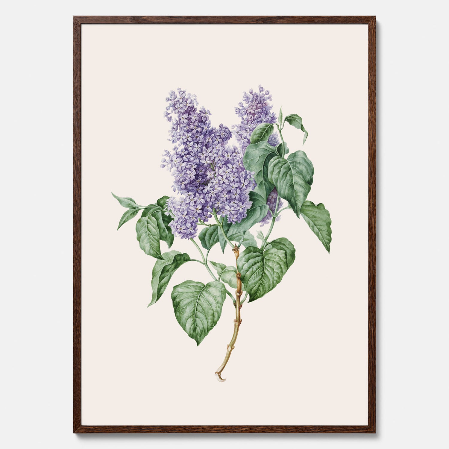 Poster av en lila syren, ritad av konstnären Maria Geertruida Barbiers-Snabilié