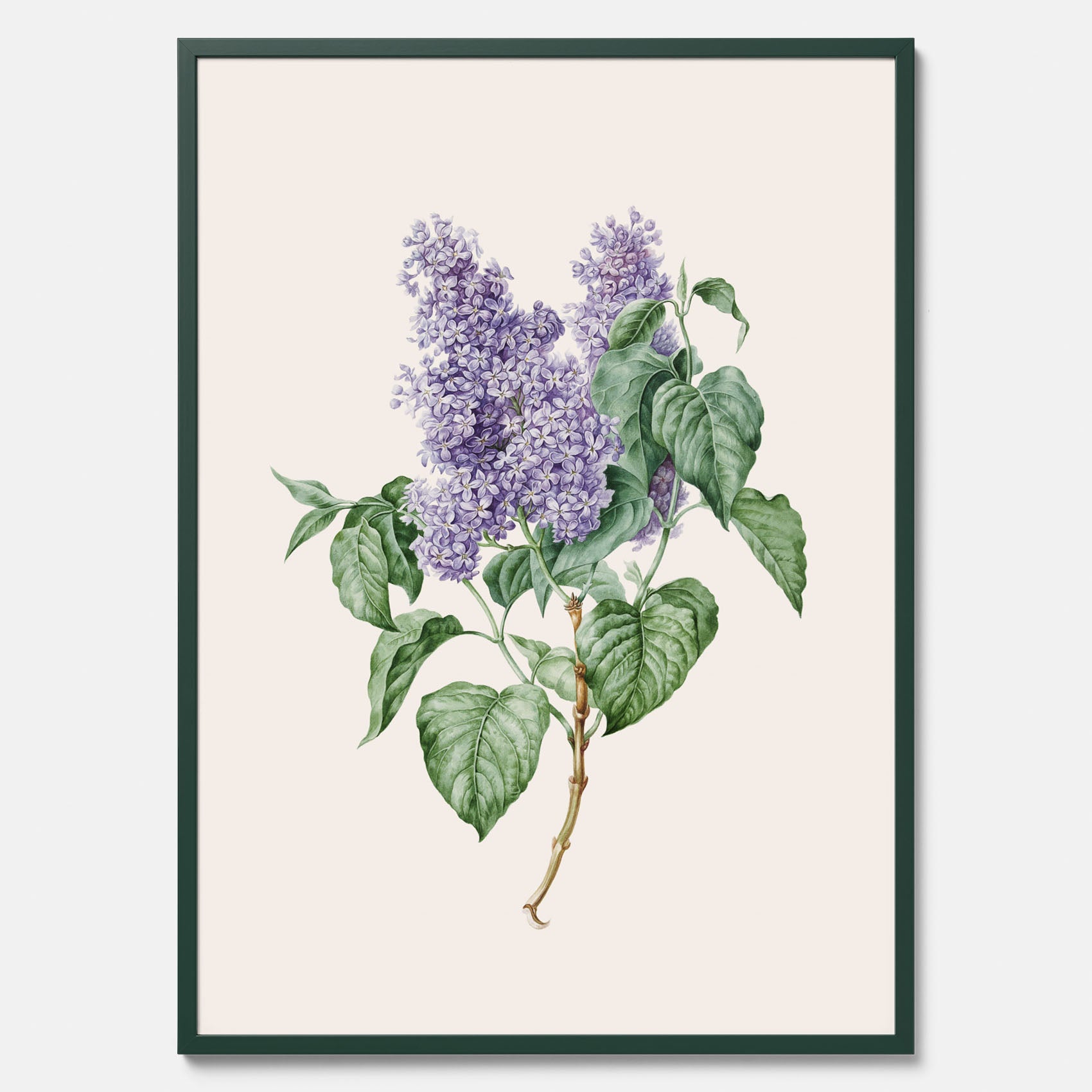 Poster av en lila syren, ritad av konstnären Maria Geertruida Barbiers-Snabilié