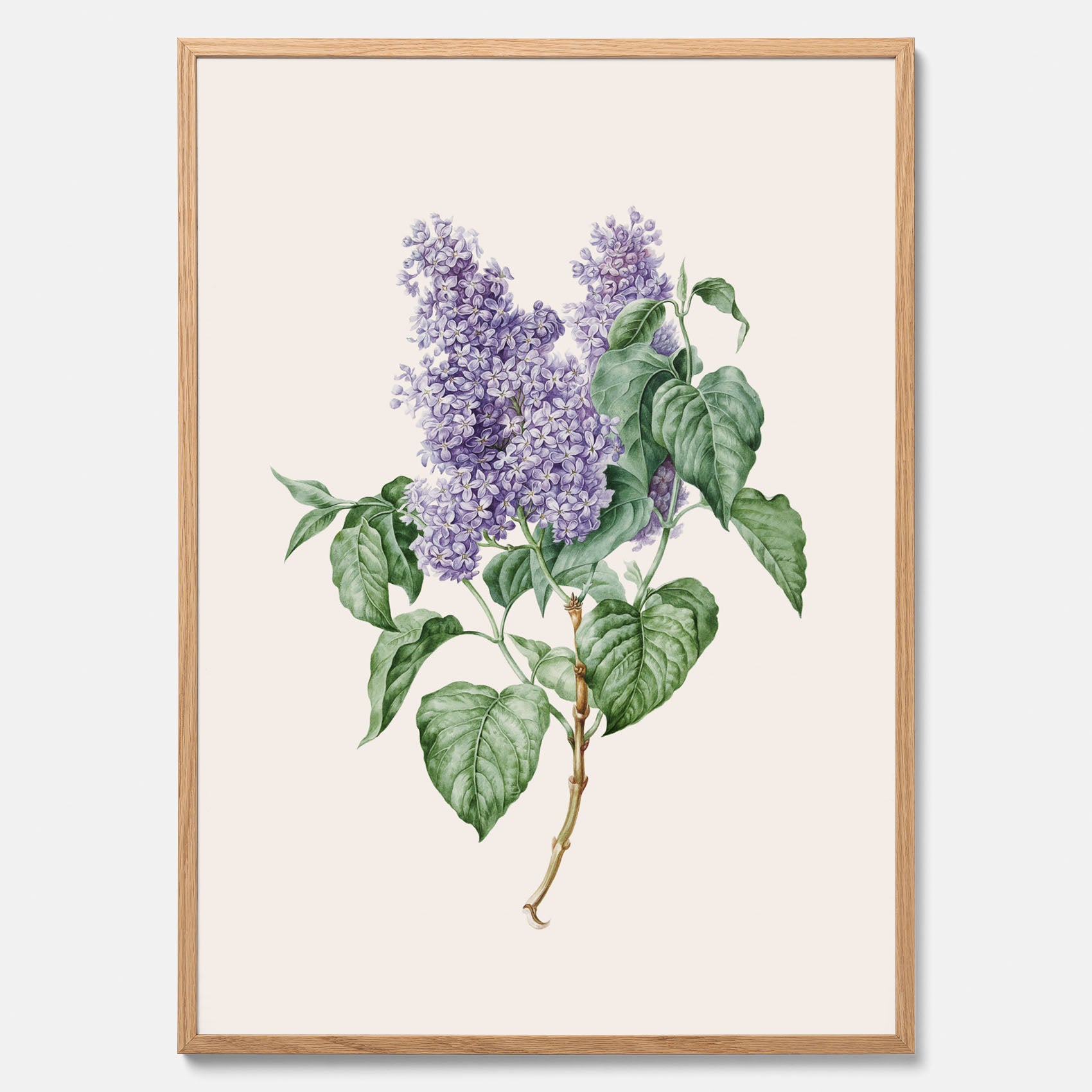 Poster av en lila syren, ritad av konstnären Maria Geertruida Barbiers-Snabilié