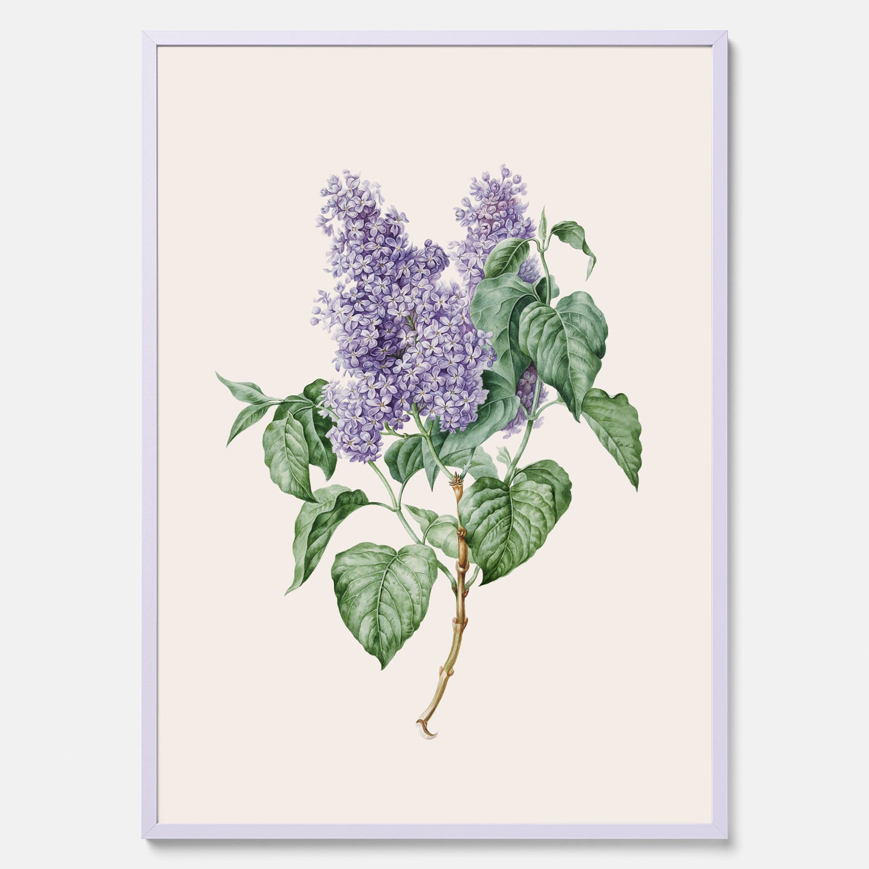 Poster av en lila syren, ritad av konstnären Maria Geertruida Barbiers-Snabilié