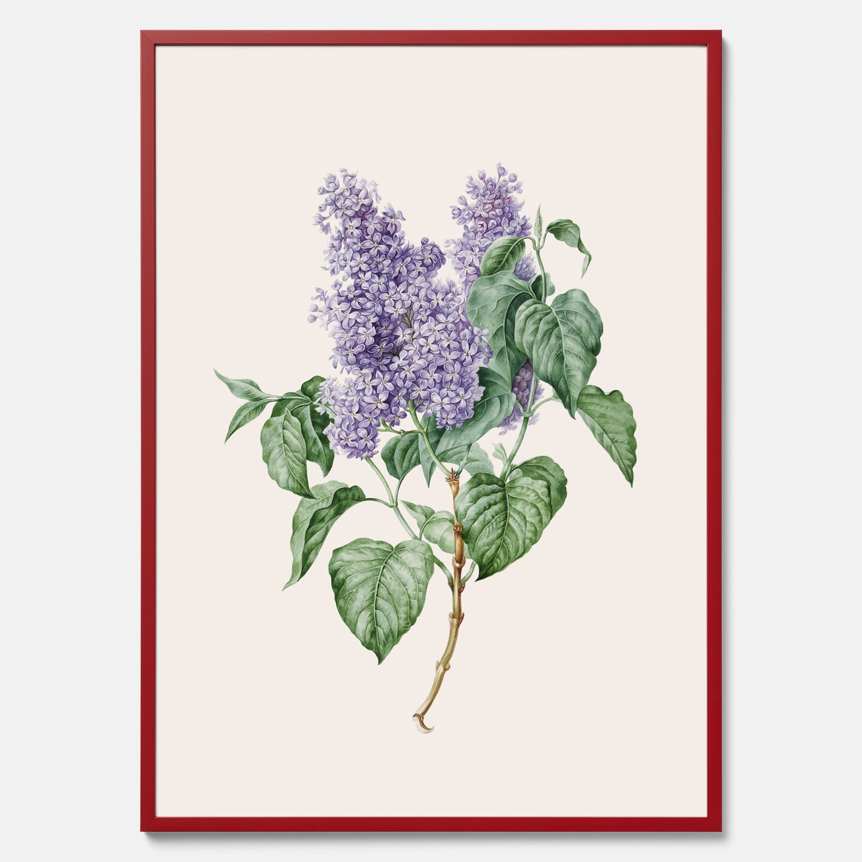 Poster av en lila syren, ritad av konstnären Maria Geertruida Barbiers-Snabilié