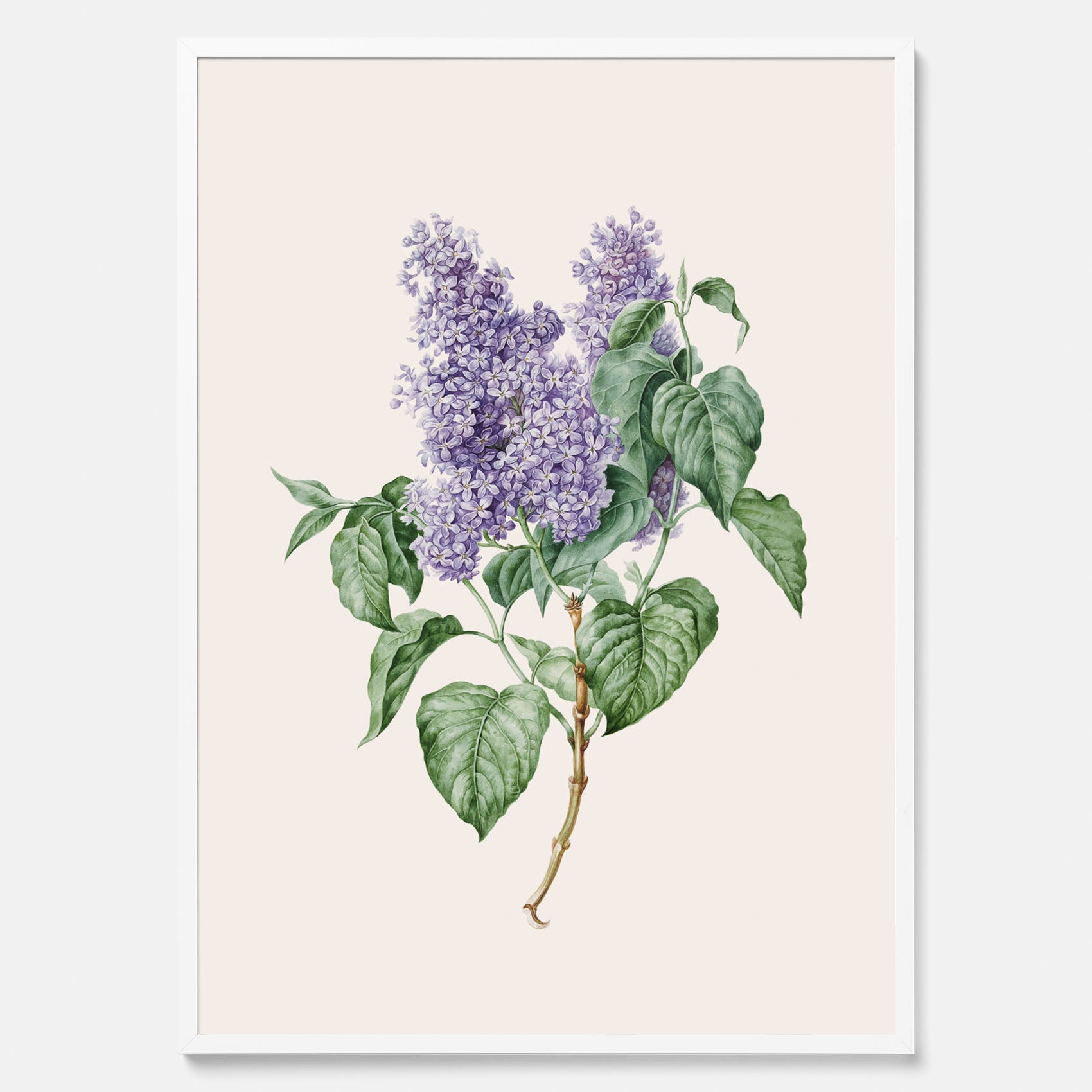 Poster av en lila syren, ritad av konstnären Maria Geertruida Barbiers-Snabilié