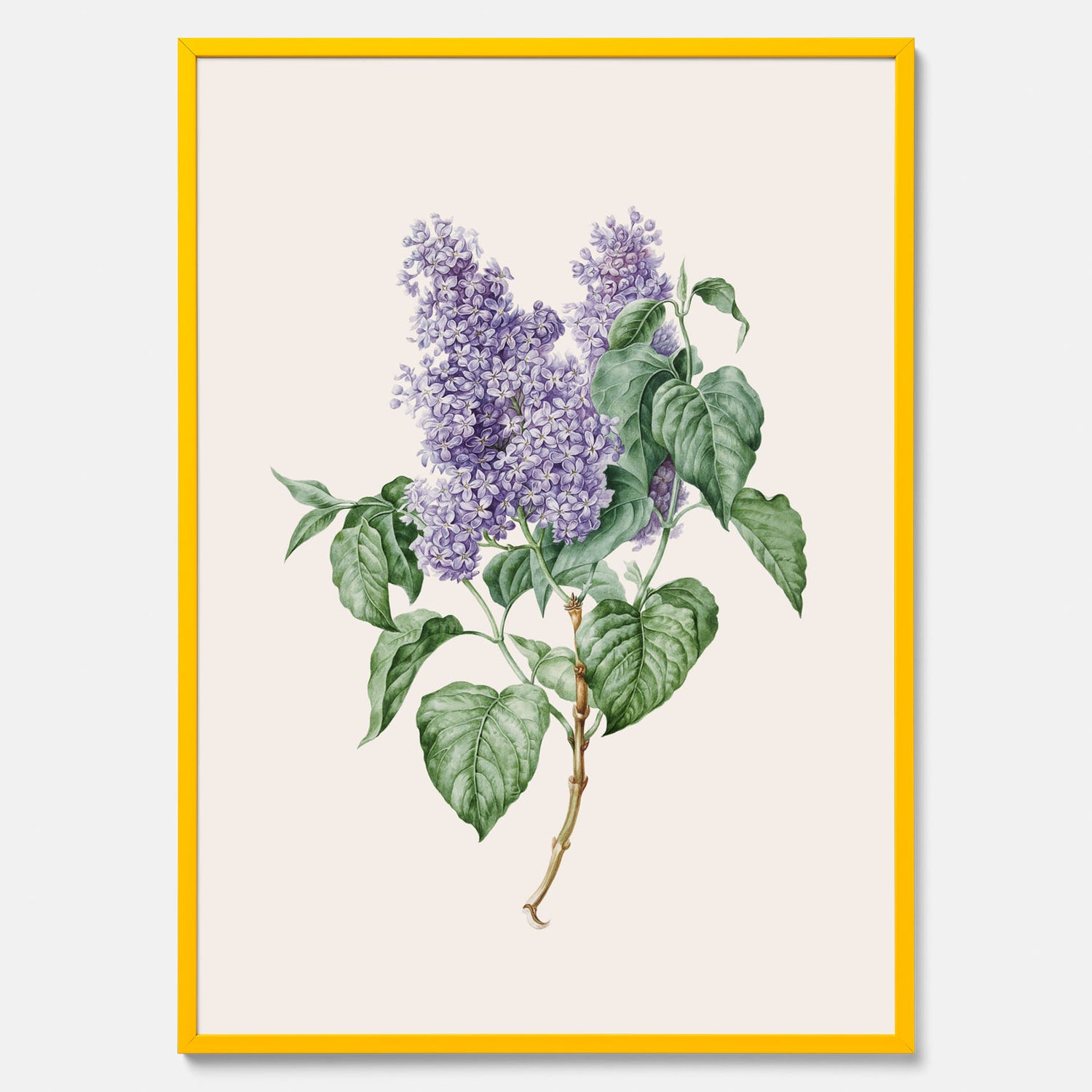 Poster av en lila syren, ritad av konstnären Maria Geertruida Barbiers-Snabilié