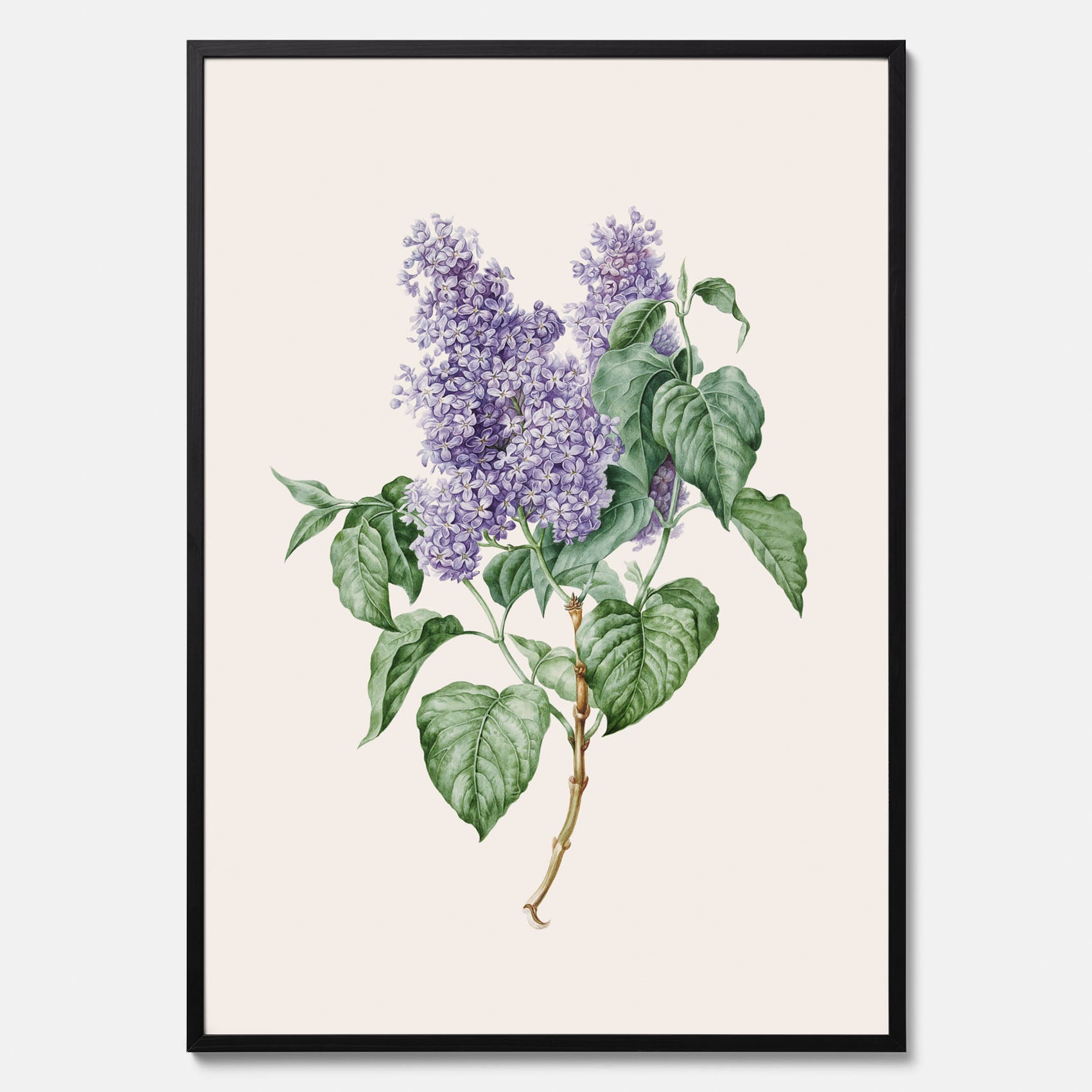 Poster av en lila syren, ritad av konstnären Maria Geertruida Barbiers-Snabilié