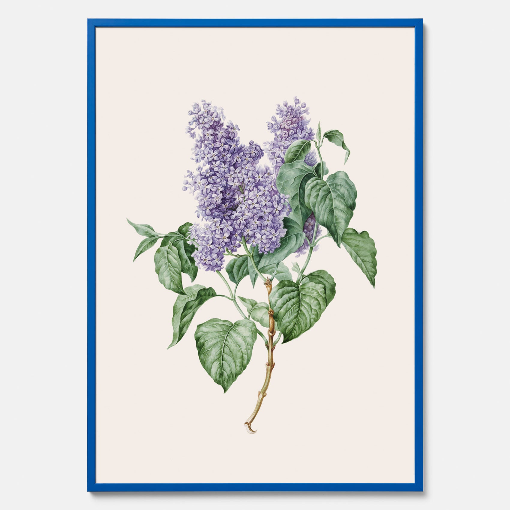 Poster av en lila syren, ritad av konstnären Maria Geertruida Barbiers-Snabilié