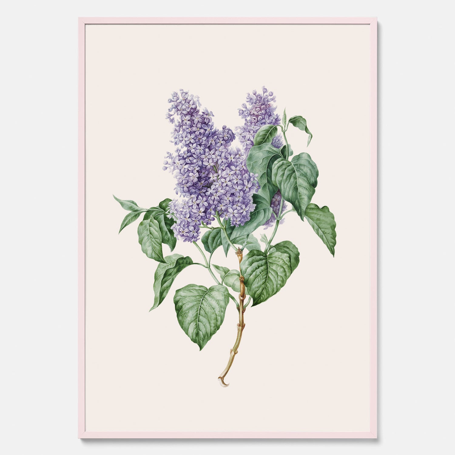 Poster av en lila syren, ritad av konstnären Maria Geertruida Barbiers-Snabilié