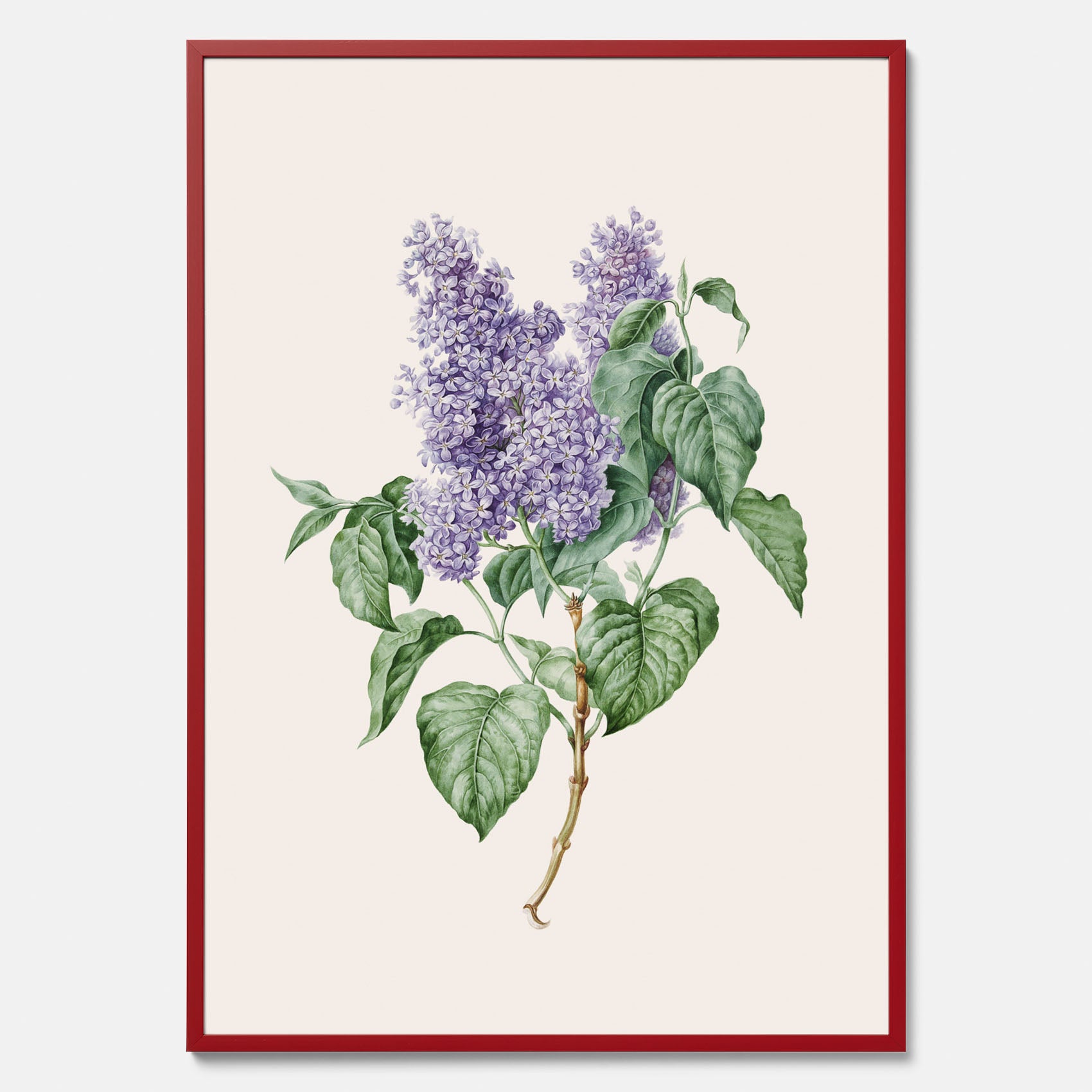 Poster av en lila syren, ritad av konstnären Maria Geertruida Barbiers-Snabilié