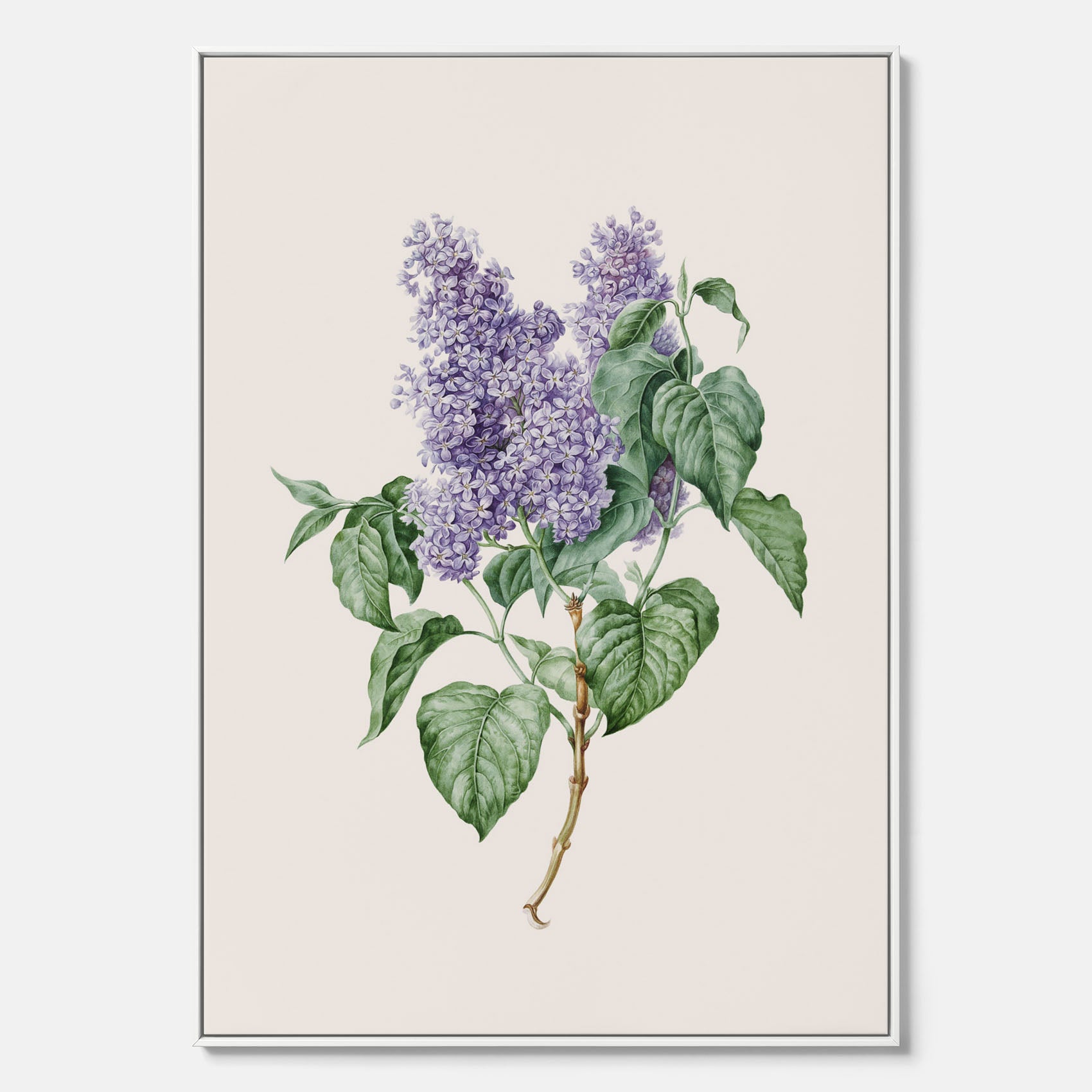 Canvasprint av en lila syren, ritad av konstnären Maria Geertruida Barbiers-Snabilié