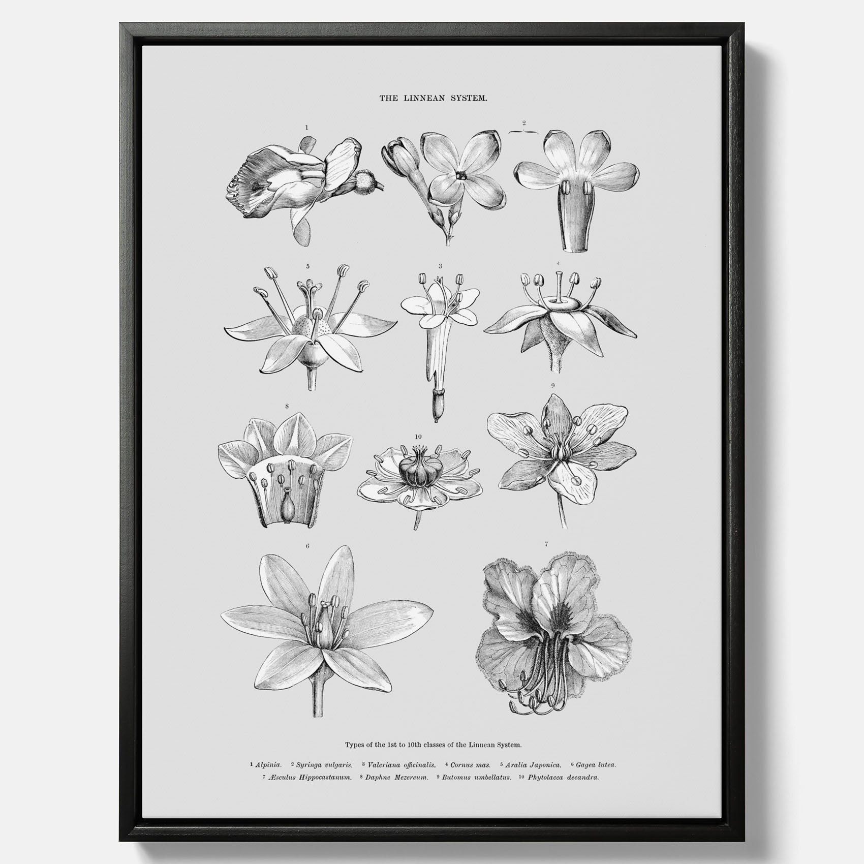 En vintageposter i canvas som föreställer blommor utifrån Linnésystemet (även kallad Linnés sexualsystem)
