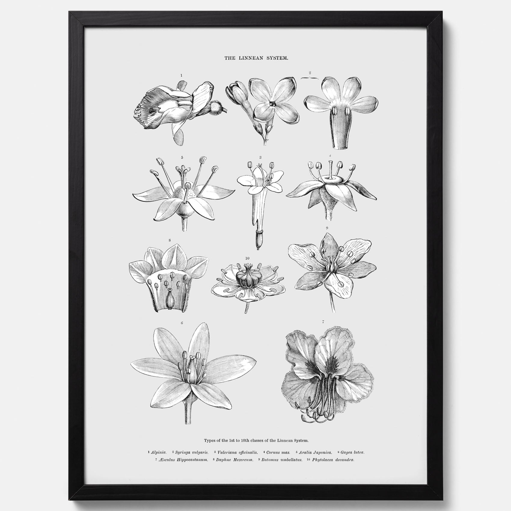 En vintageposter som föreställer blommor utifrån Linnésystemet (även kallad Linnés sexualsystem)
