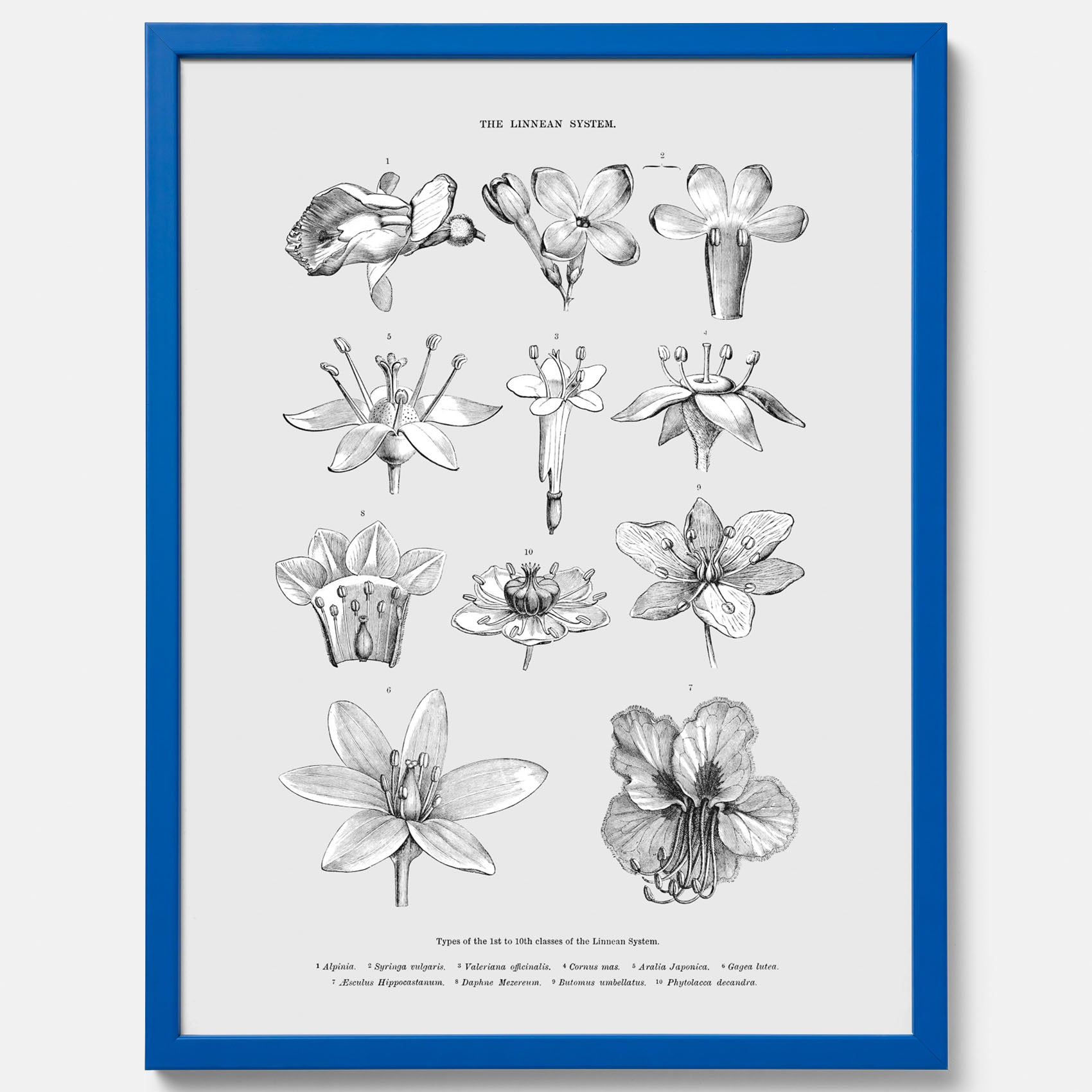 En vintageposter som föreställer blommor utifrån Linnésystemet (även kallad Linnés sexualsystem)