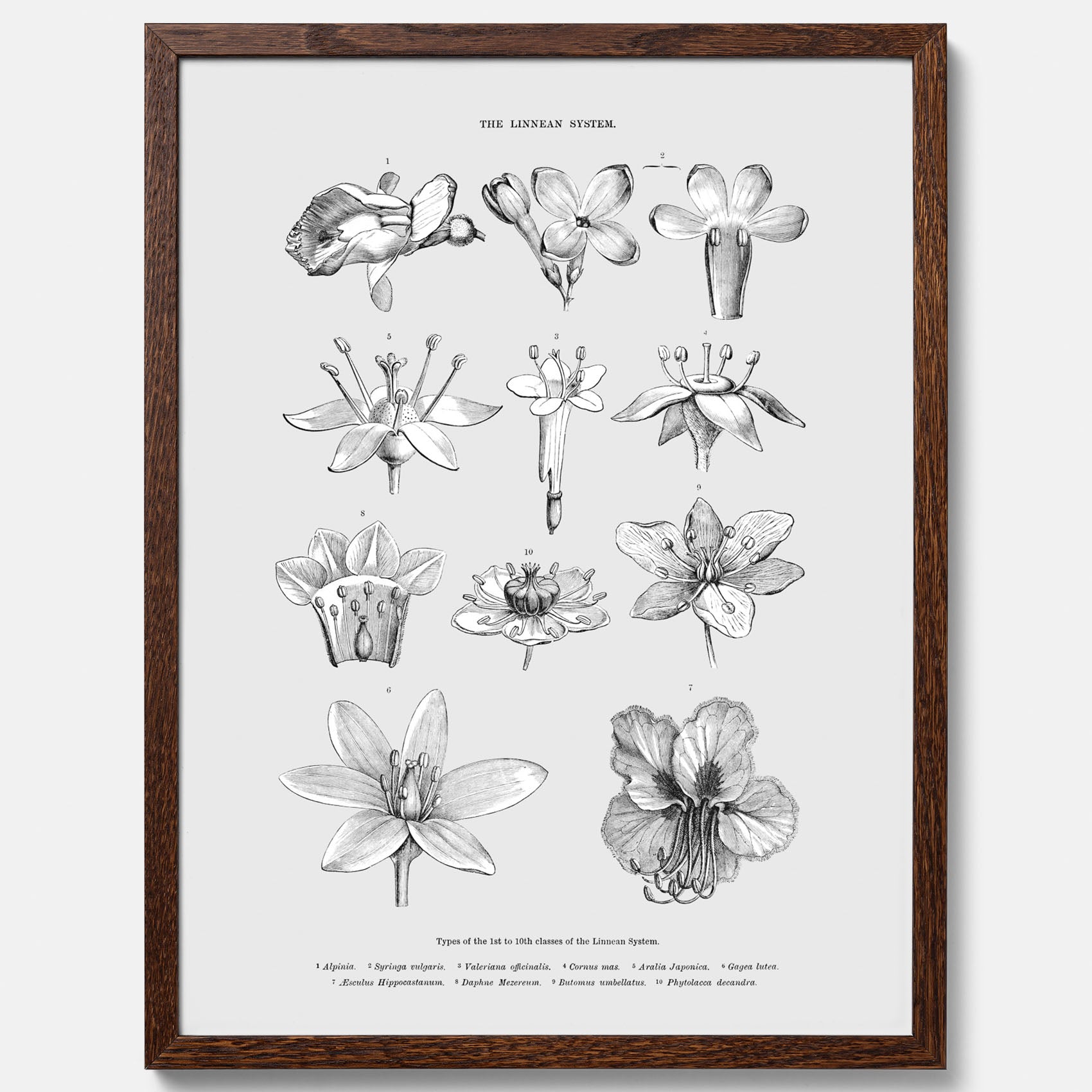 En vintageposter som föreställer blommor utifrån Linnésystemet (även kallad Linnés sexualsystem)